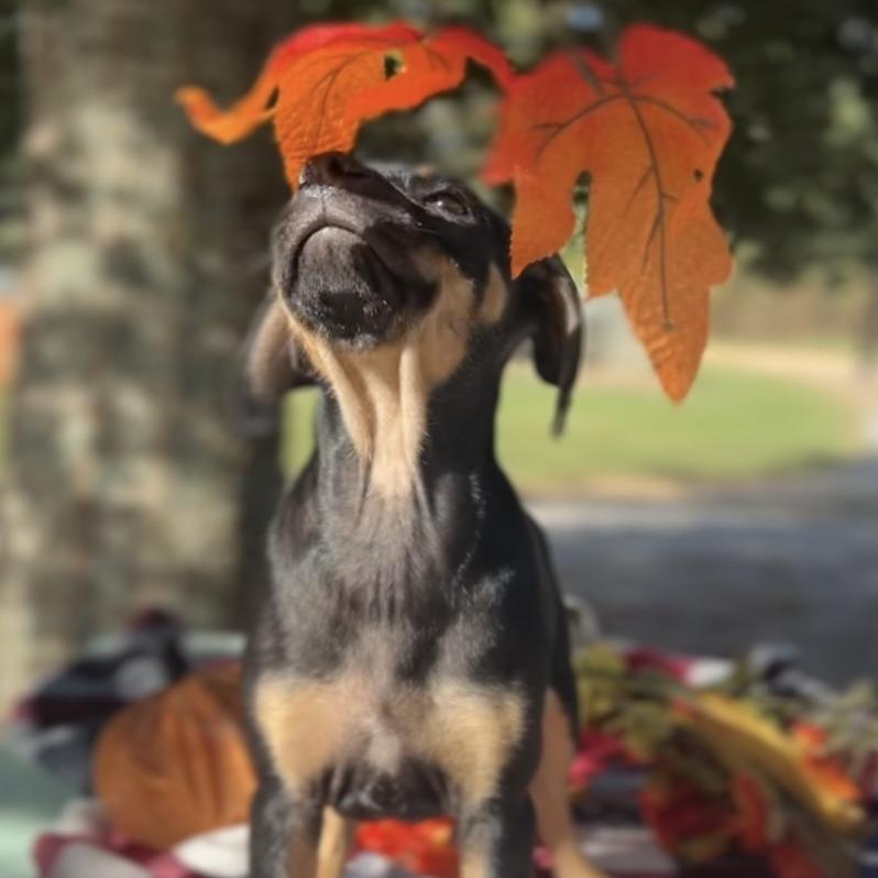 Enlarge Marino, a Adoptable mixed breed in Wiggins, MS image 5/6