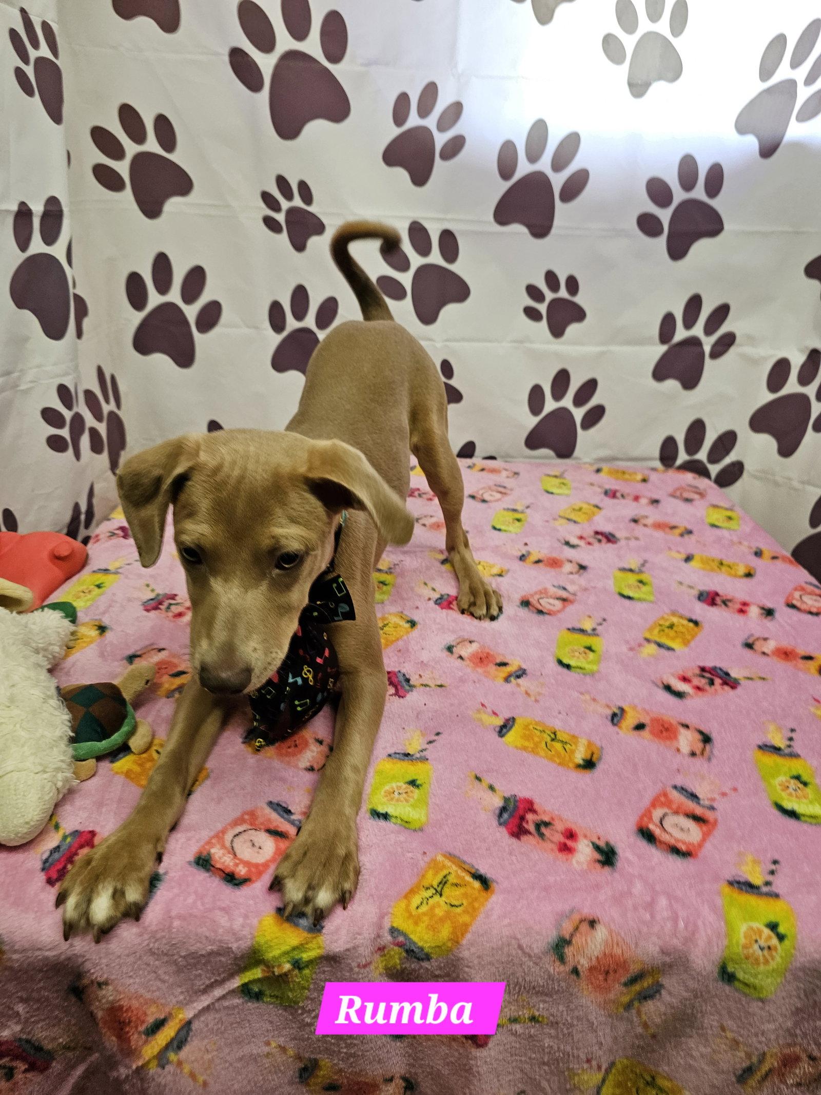 Rumba, Adoptable, Young Female Rat Terrier.