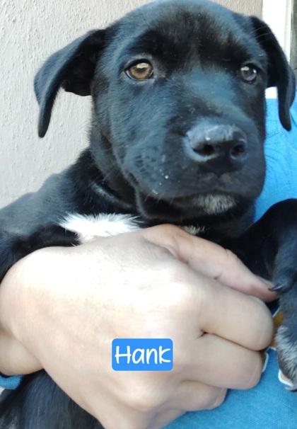 Hank, Adoptable, Puppy Male Mixed Breed & Mixed Breed.
