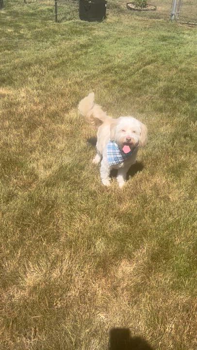 Enlarge Bruno, a Adoptable mixed breed in Olympia, WA video 5/6