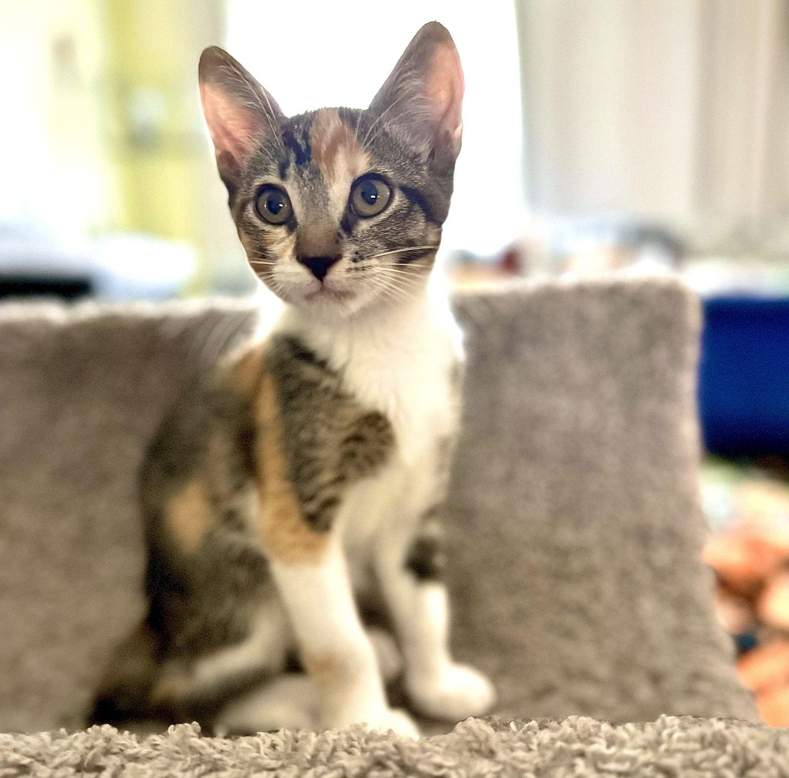 Olympia, Adopted, Kitten Female Manx & Calico.