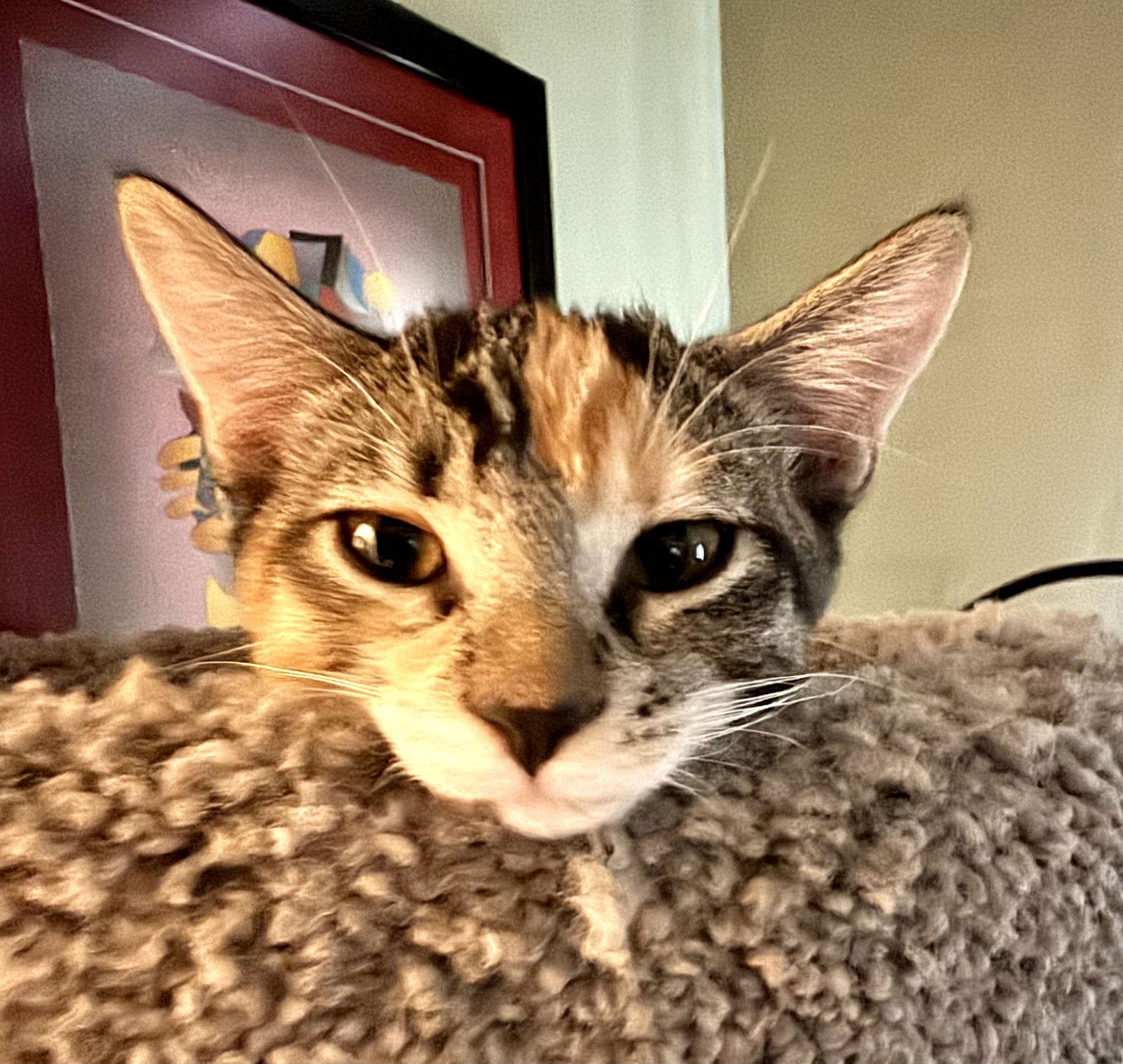 Enlarge Olympia, a Adopted mixed breed in Fort Myers, FL image 2/2