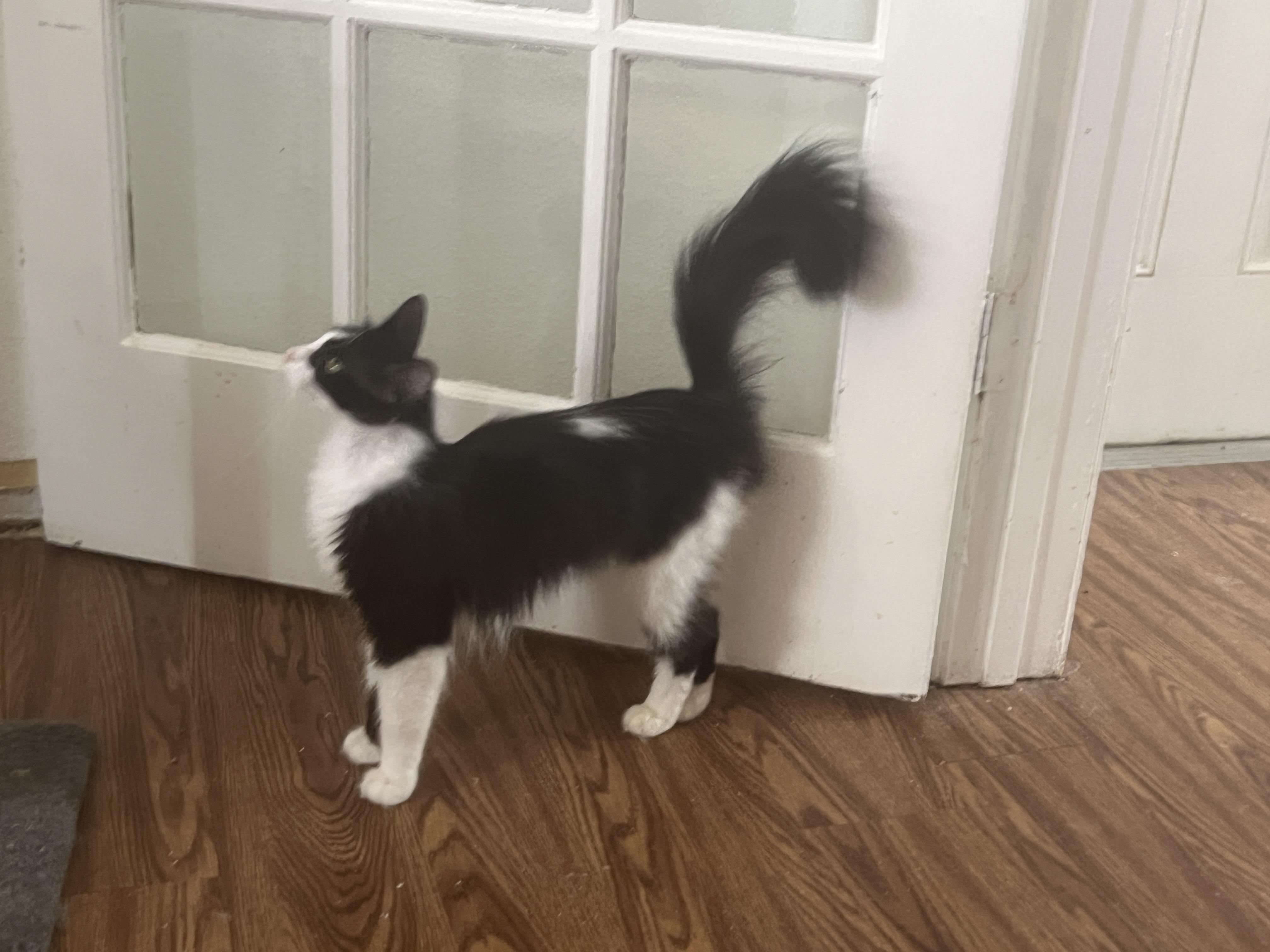 Enlarge Bubbles, a ADOPTABLE mixed breed in Bradenton, FL image 5/5