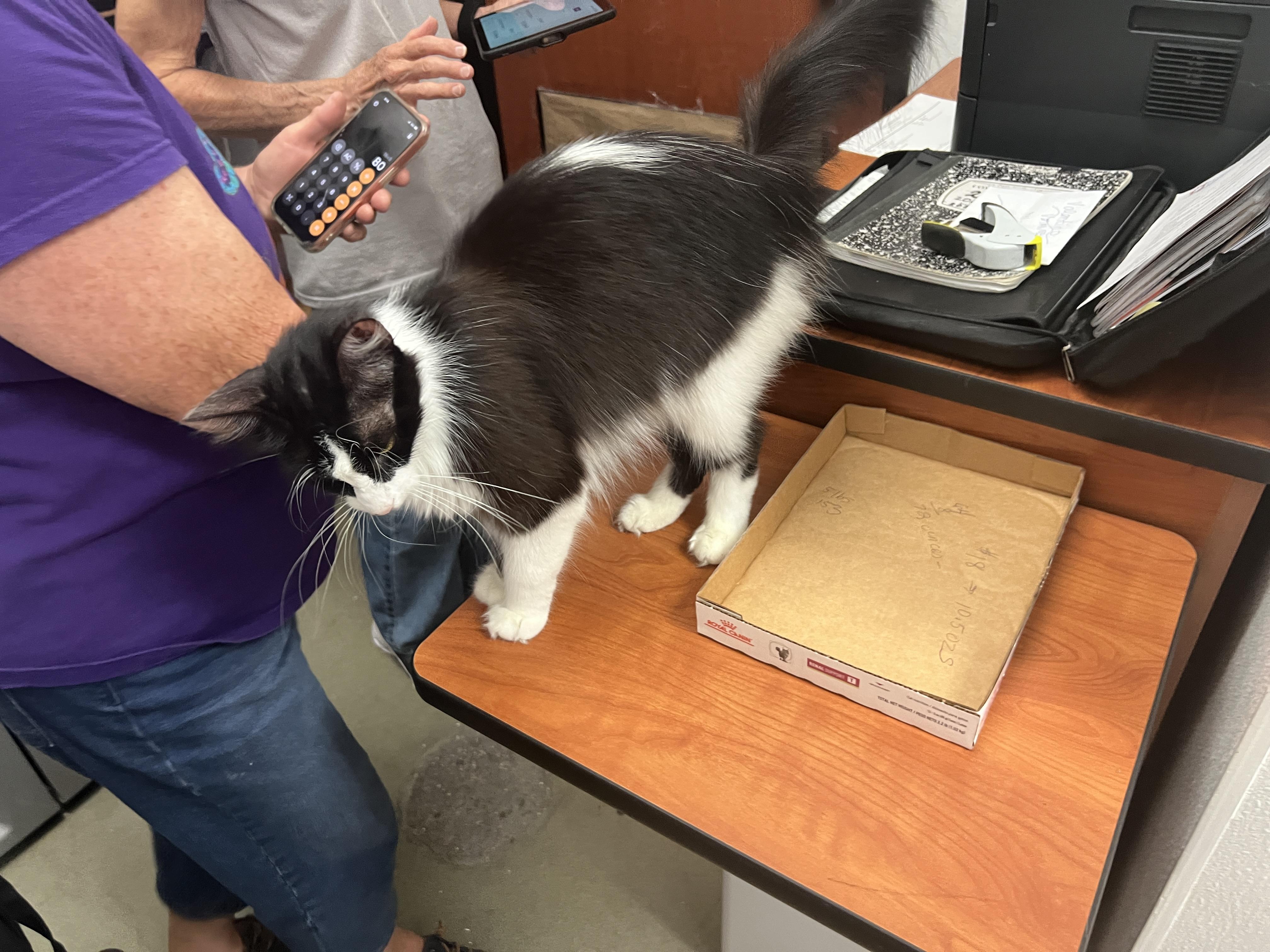 Enlarge Bubbles, a ADOPTABLE mixed breed in Bradenton, FL image 4/5