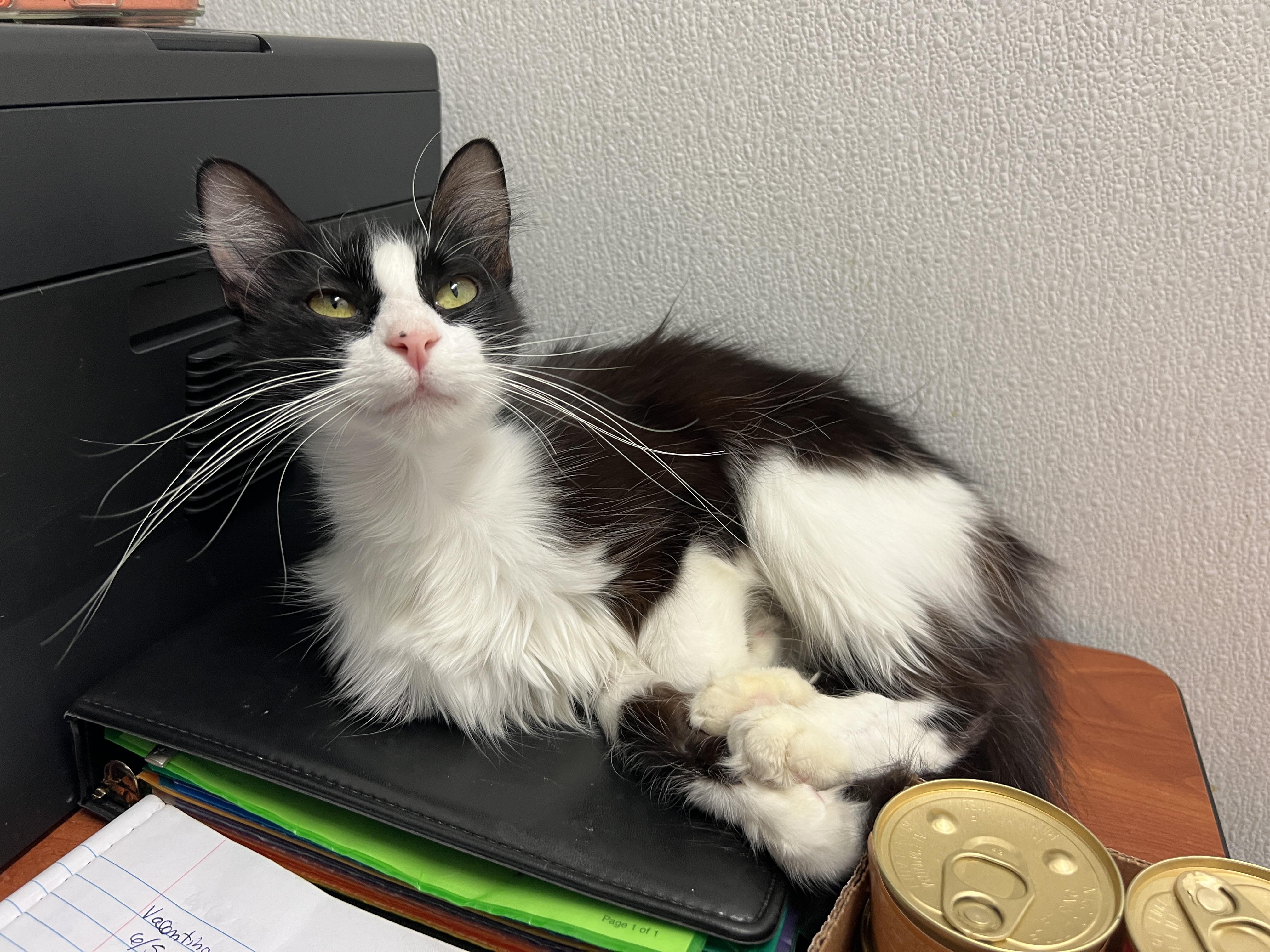 Enlarge Bubbles, a ADOPTABLE mixed breed in Bradenton, FL image 2/5