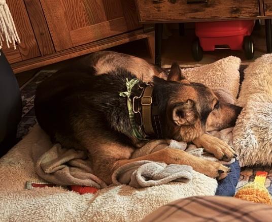 Lionel, a ADOPTABLE mixed breed in Cedarburg, WI image 3/3