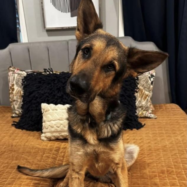 Lionel, ADOPTABLE, Adult Male German Shepherd Dog.