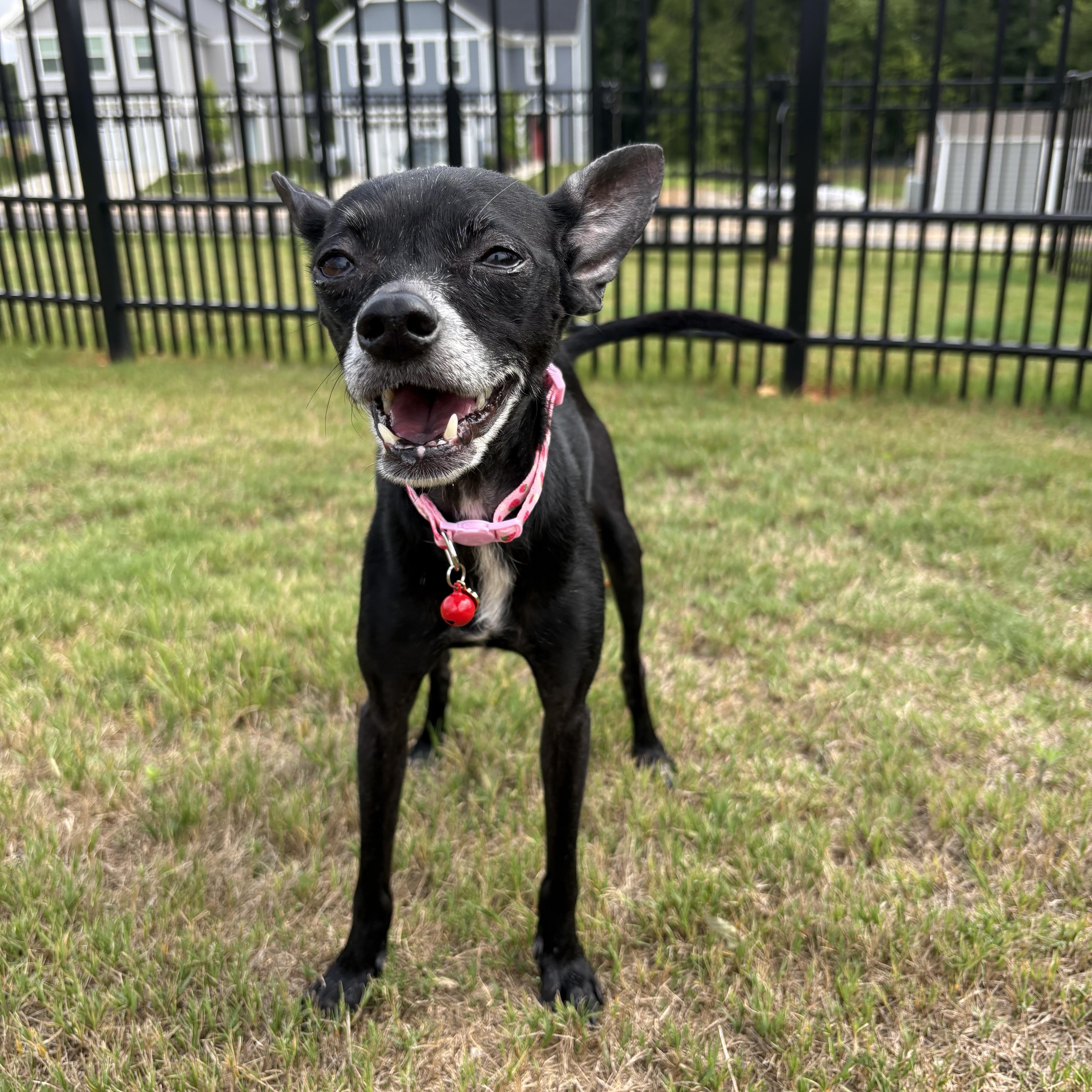 Kimchi, ADOPTABLE, Adult Female Chihuahua.