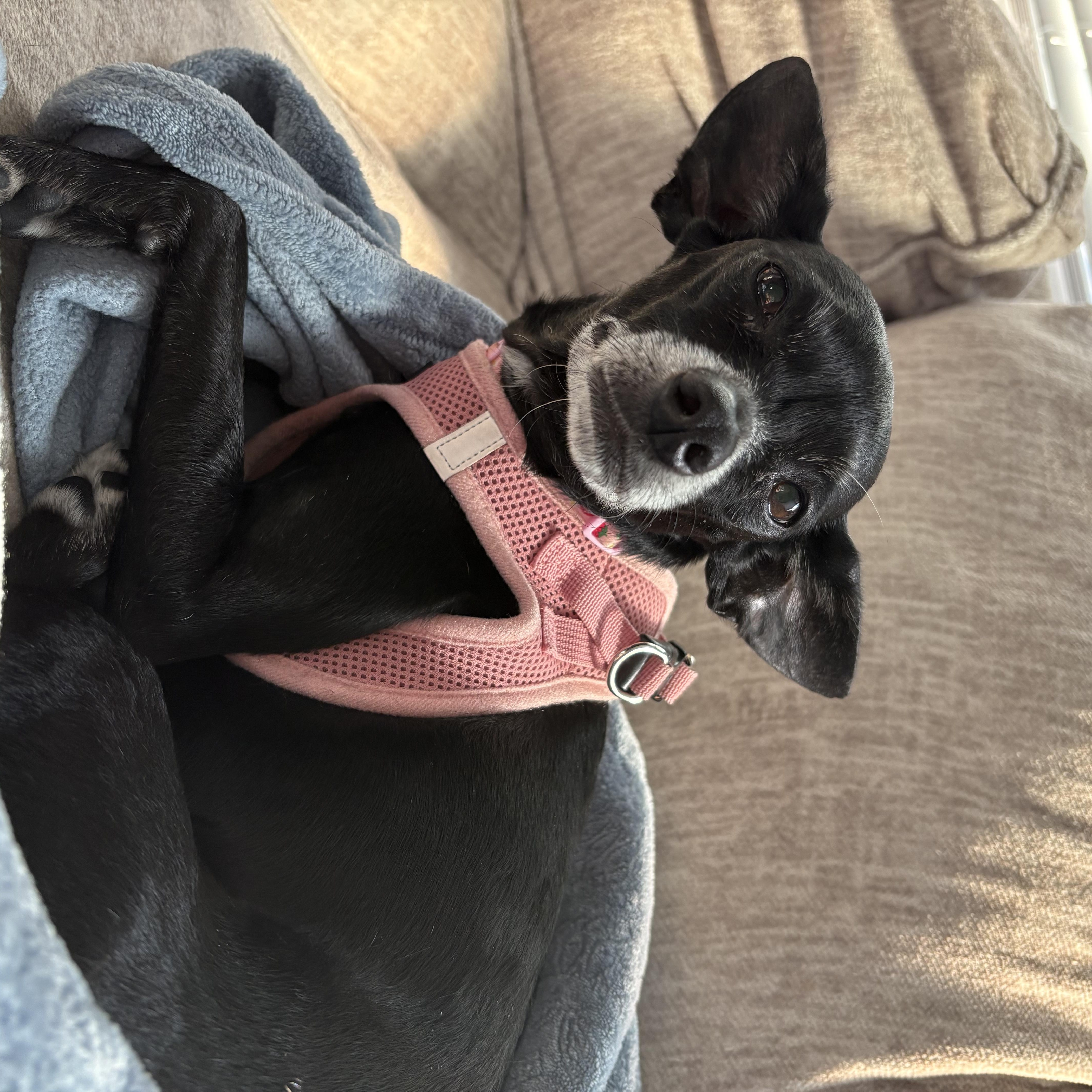 Enlarge Kimchi, a ADOPTABLE Chihuahua in Durham, NC image 5/5