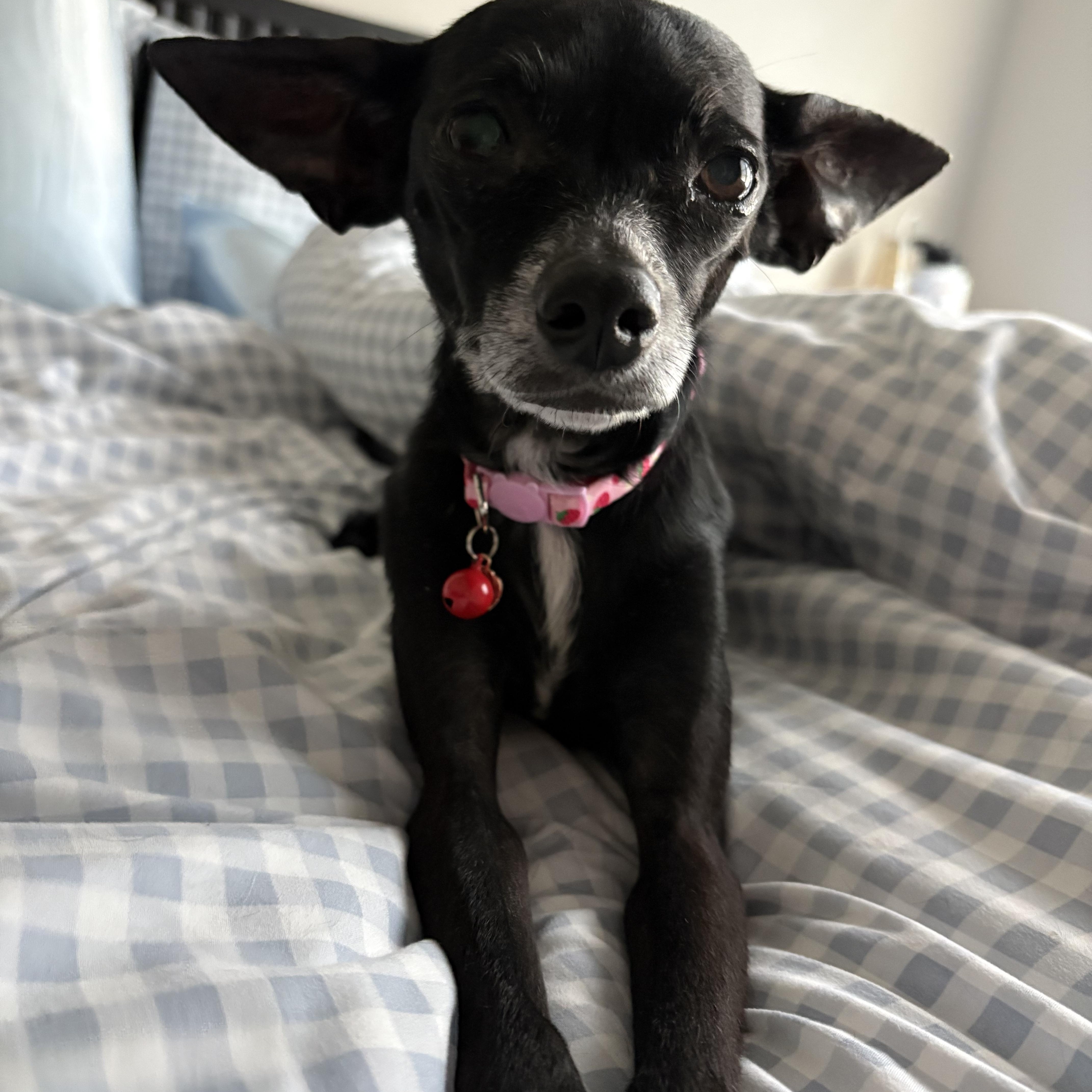 Enlarge Kimchi, a ADOPTABLE Chihuahua in Durham, NC image 3/5