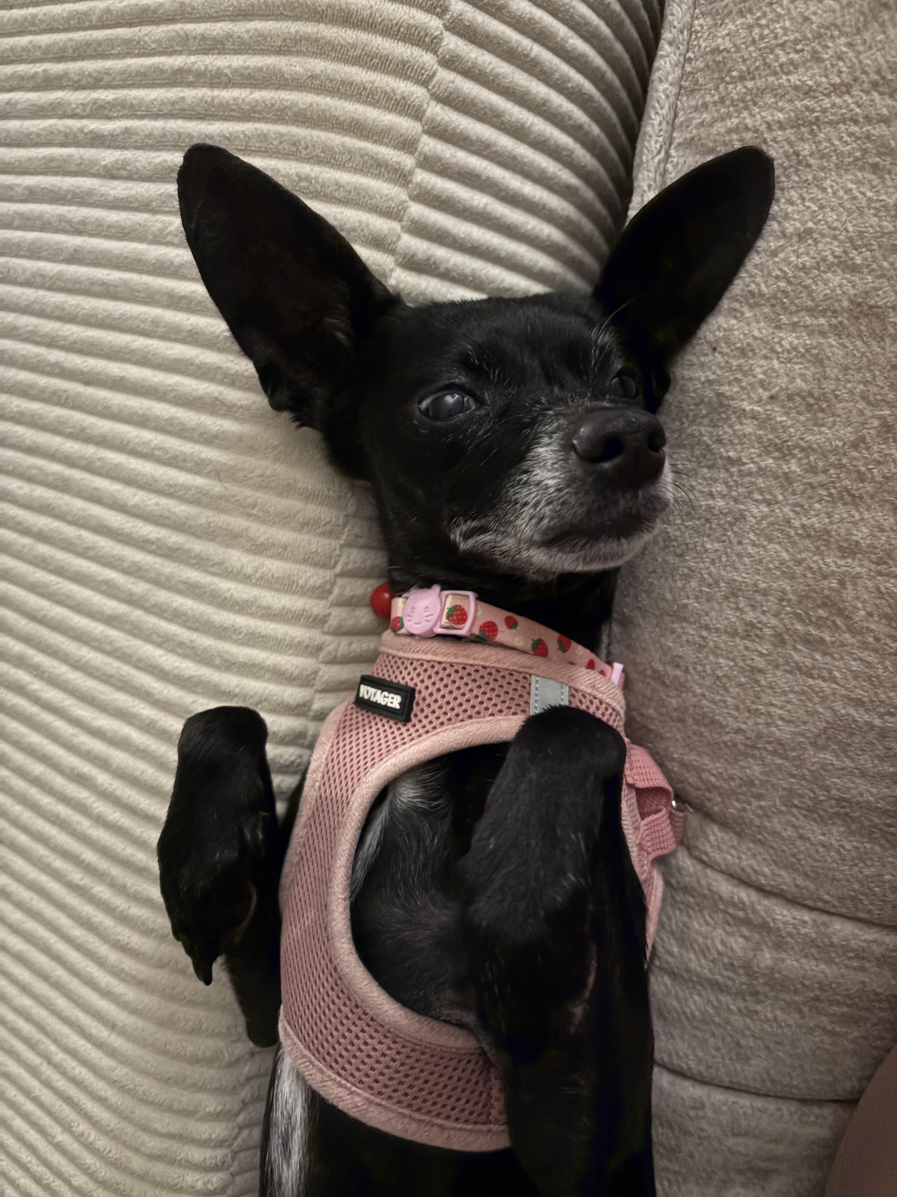 Enlarge Kimchi, a ADOPTABLE Chihuahua in Durham, NC image 2/5