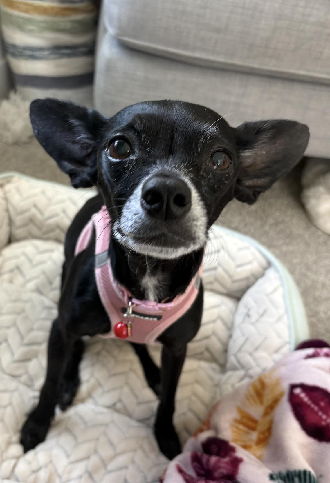 Enlarge Kimchi, a ADOPTABLE Chihuahua in Durham, NC image 4/5