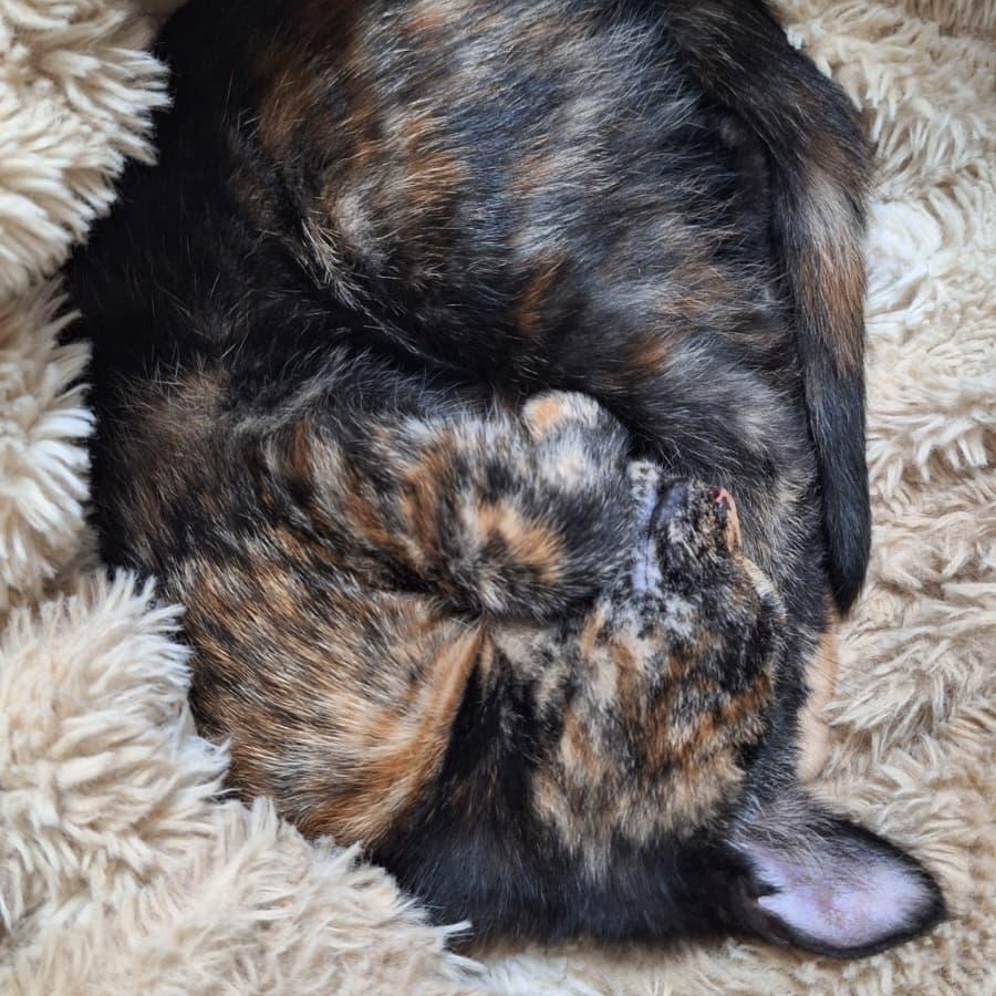 Enlarge Abednego, a Adoptable Domestic Short Hair in Cumming, GA image 2/4