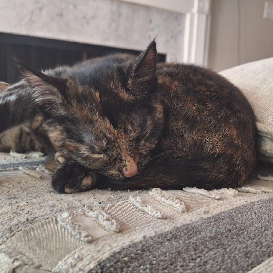 Enlarge Abednego, a Adoptable Domestic Short Hair in Cumming, GA image 3/4