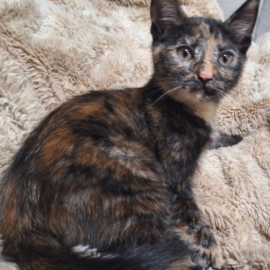 Abednego, Adoptable, Young Female Domestic Short Hair.