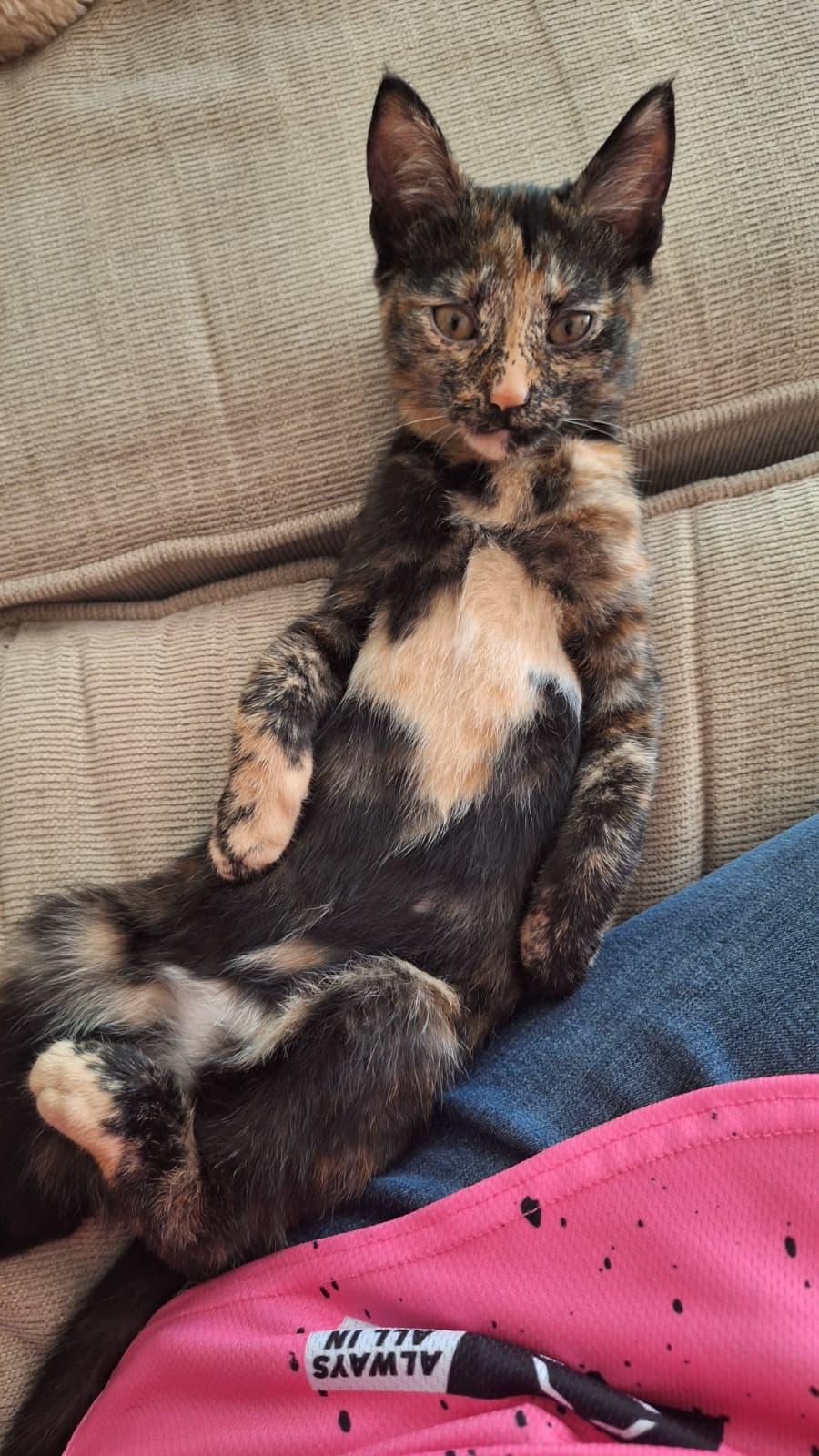 Enlarge Abednego, a Adoptable Domestic Short Hair in Cumming, GA image 4/4