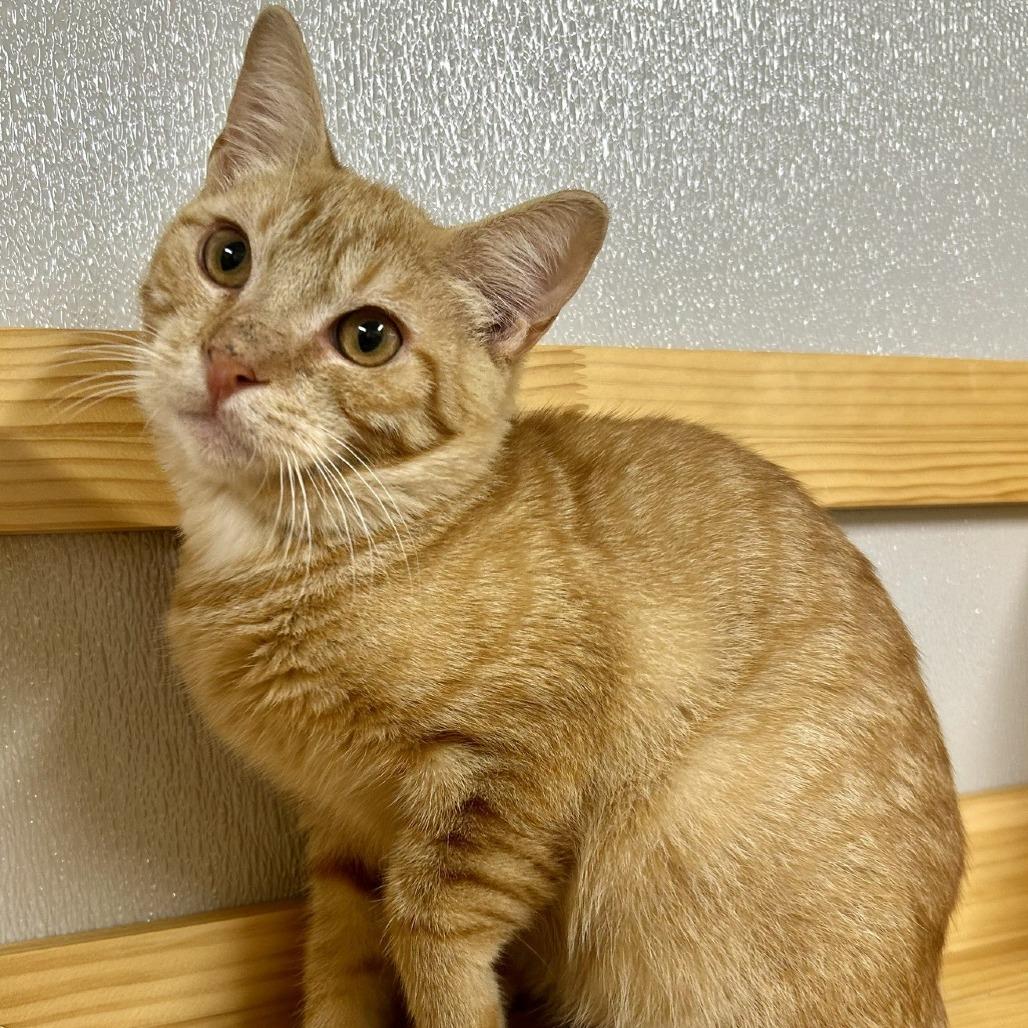 Gordita, Adoptable, Young Male Domestic Short Hair.