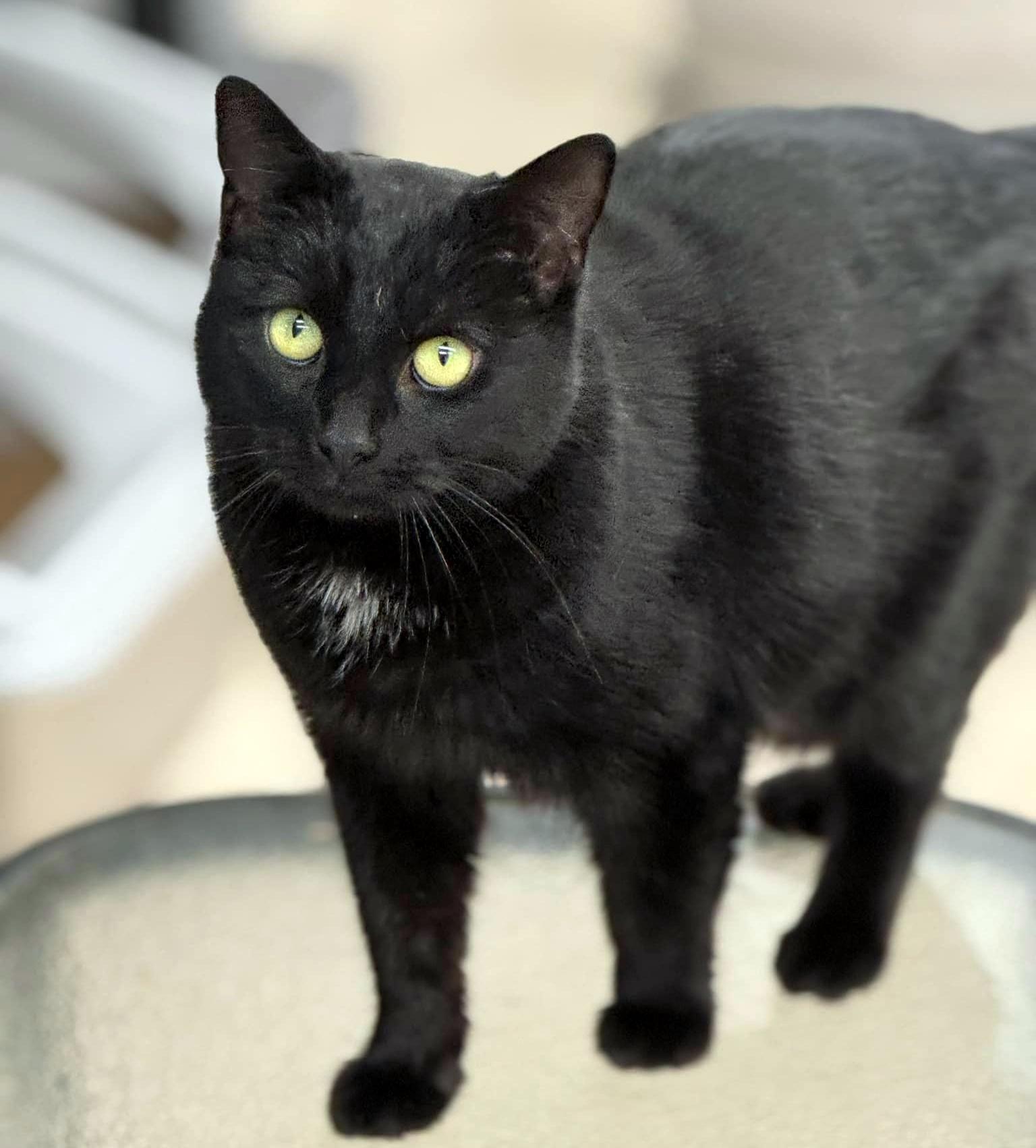 Enlarge Miffie, an adopted Domestic Short Hair in Pittsburgh, PA image 1/3