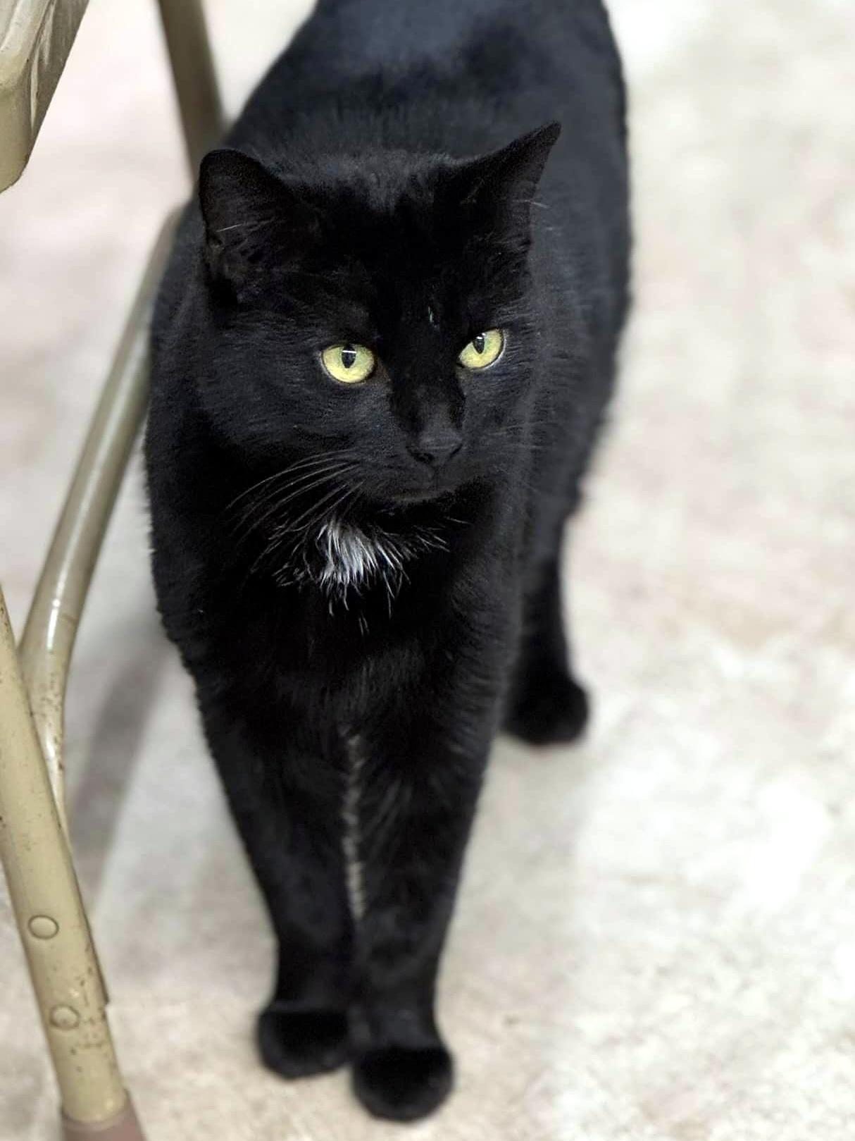 Enlarge Miffie, an adopted Domestic Short Hair in Pittsburgh, PA image 3/3