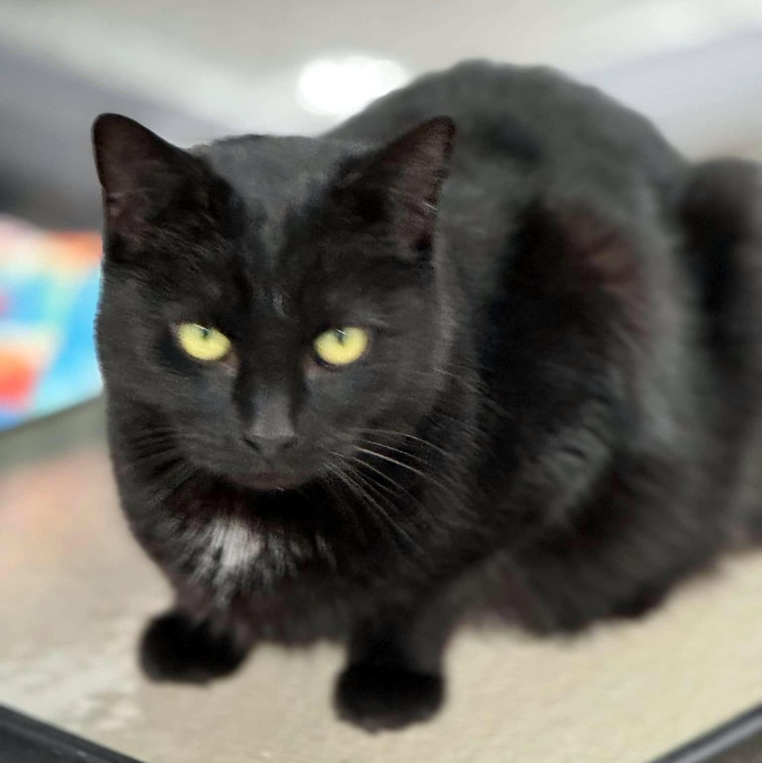 Enlarge Miffie, an adopted Domestic Short Hair in Pittsburgh, PA image 2/3