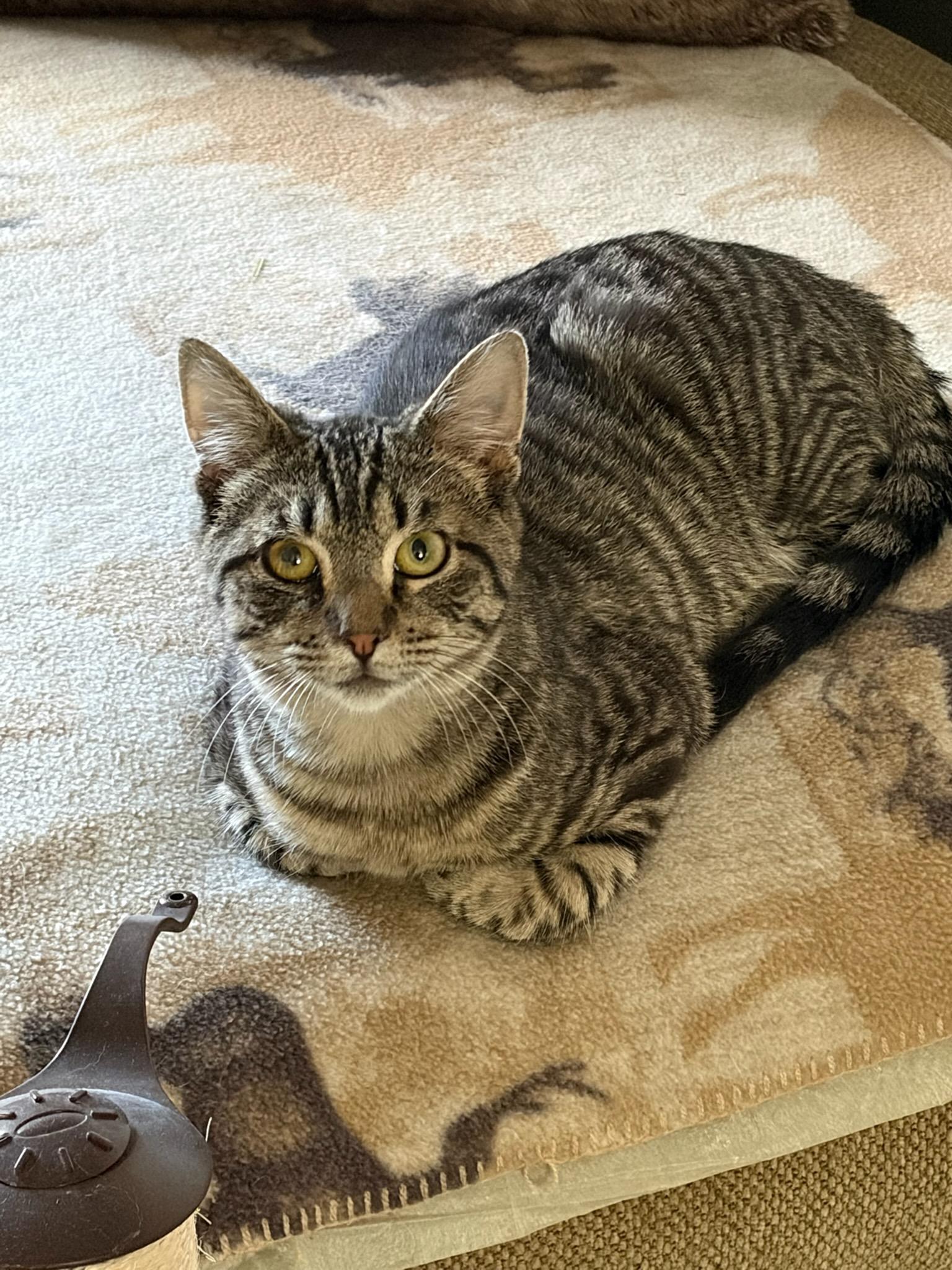 Enlarge Limoncello , a ADOPTABLE Domestic Short Hair in Clayton, NJ image 1/4