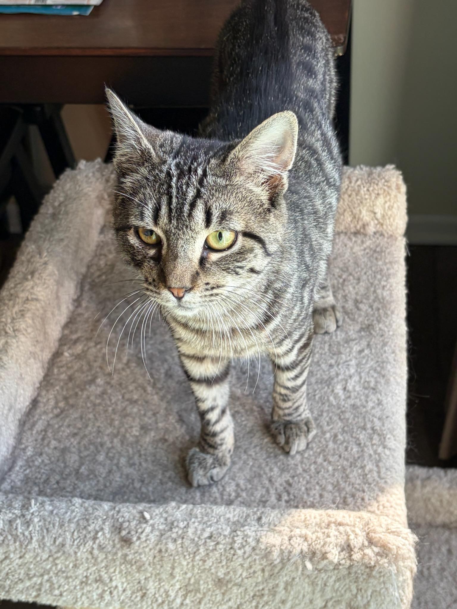 Enlarge Limoncello , a ADOPTABLE Domestic Short Hair in Clayton, NJ image 3/4