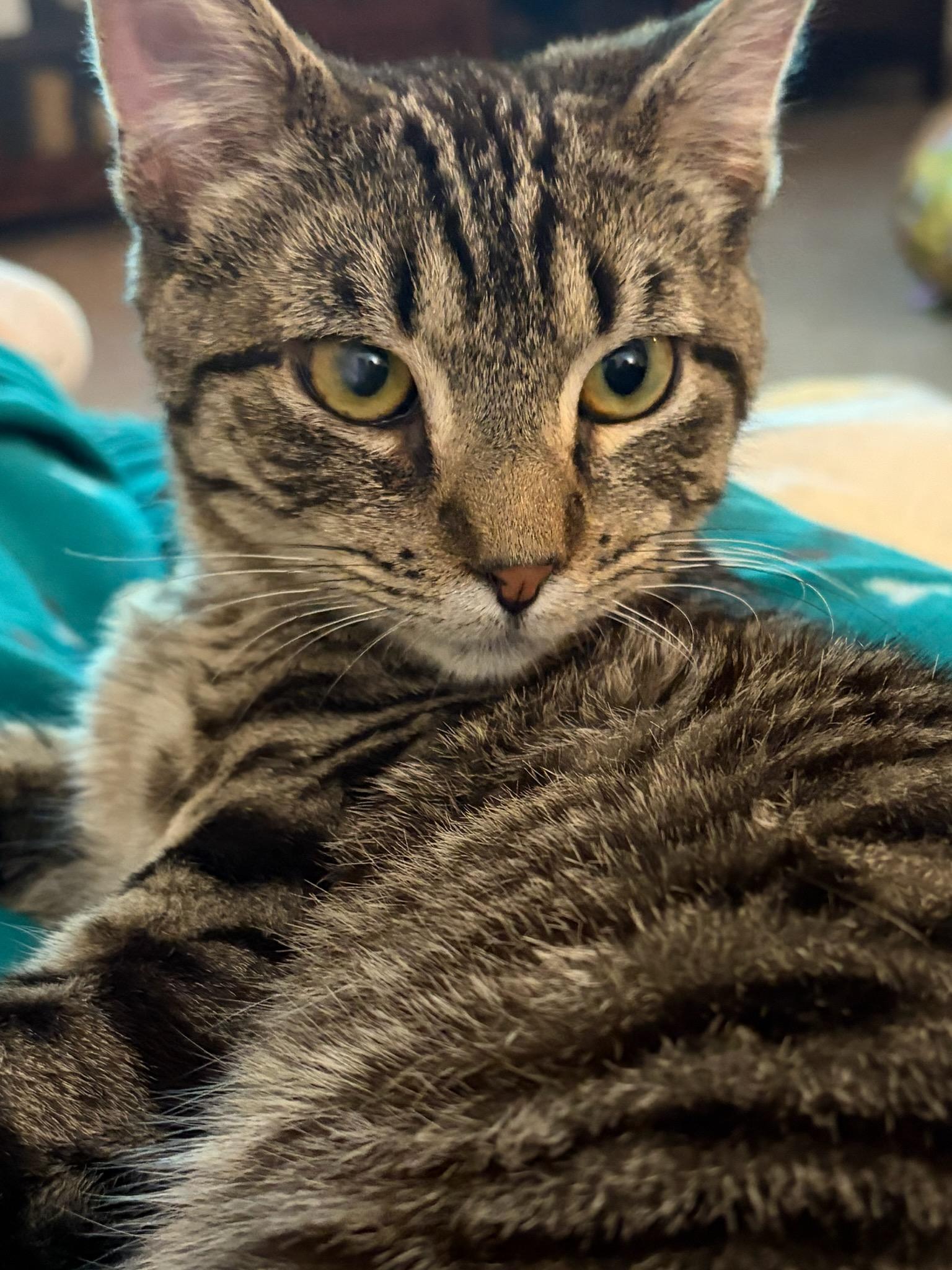 Enlarge Limoncello , a ADOPTABLE Domestic Short Hair in Clayton, NJ image 2/4