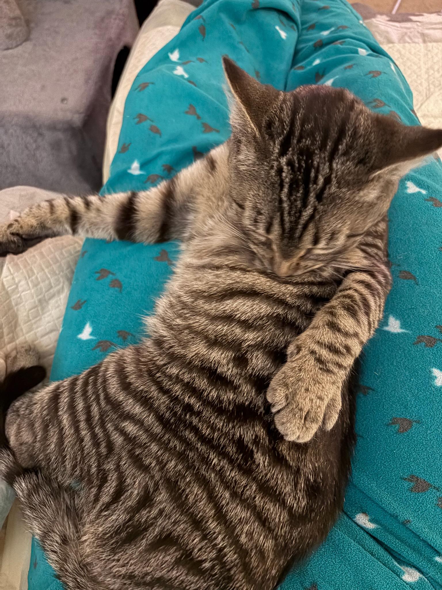 Enlarge Limoncello , a ADOPTABLE Domestic Short Hair in Clayton, NJ image 4/4