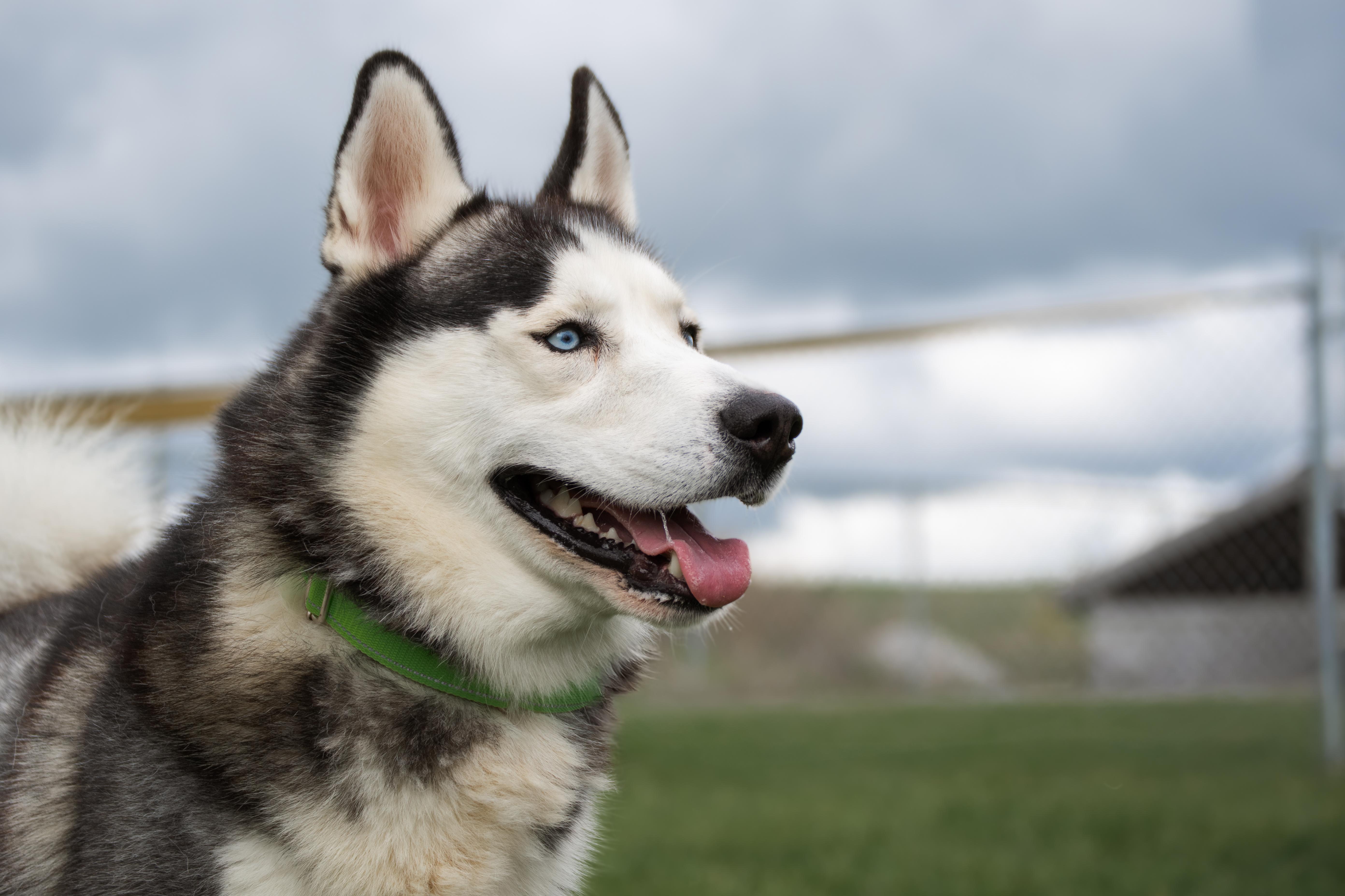Max, a Adoptable mixed breed in Winchester, KY image 3/6