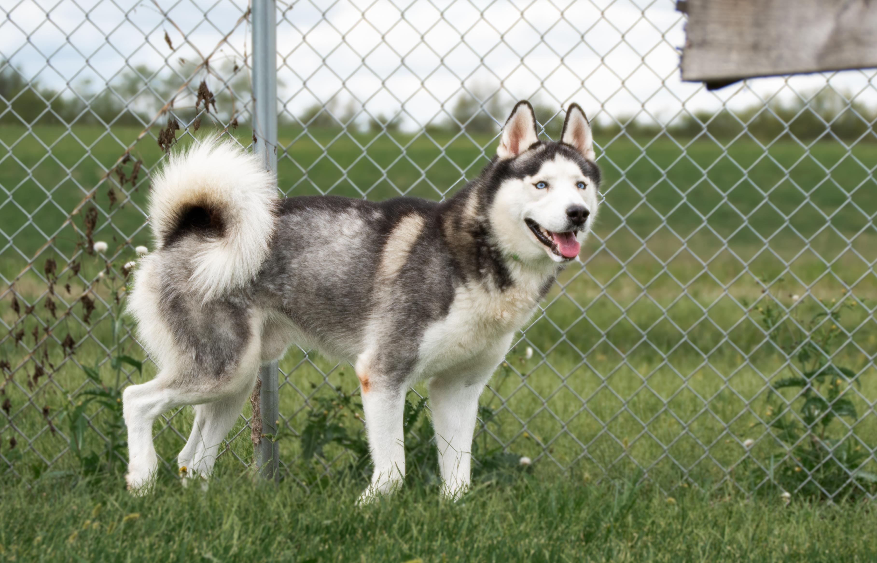 Max, a Adoptable mixed breed in Winchester, KY image 2/6
