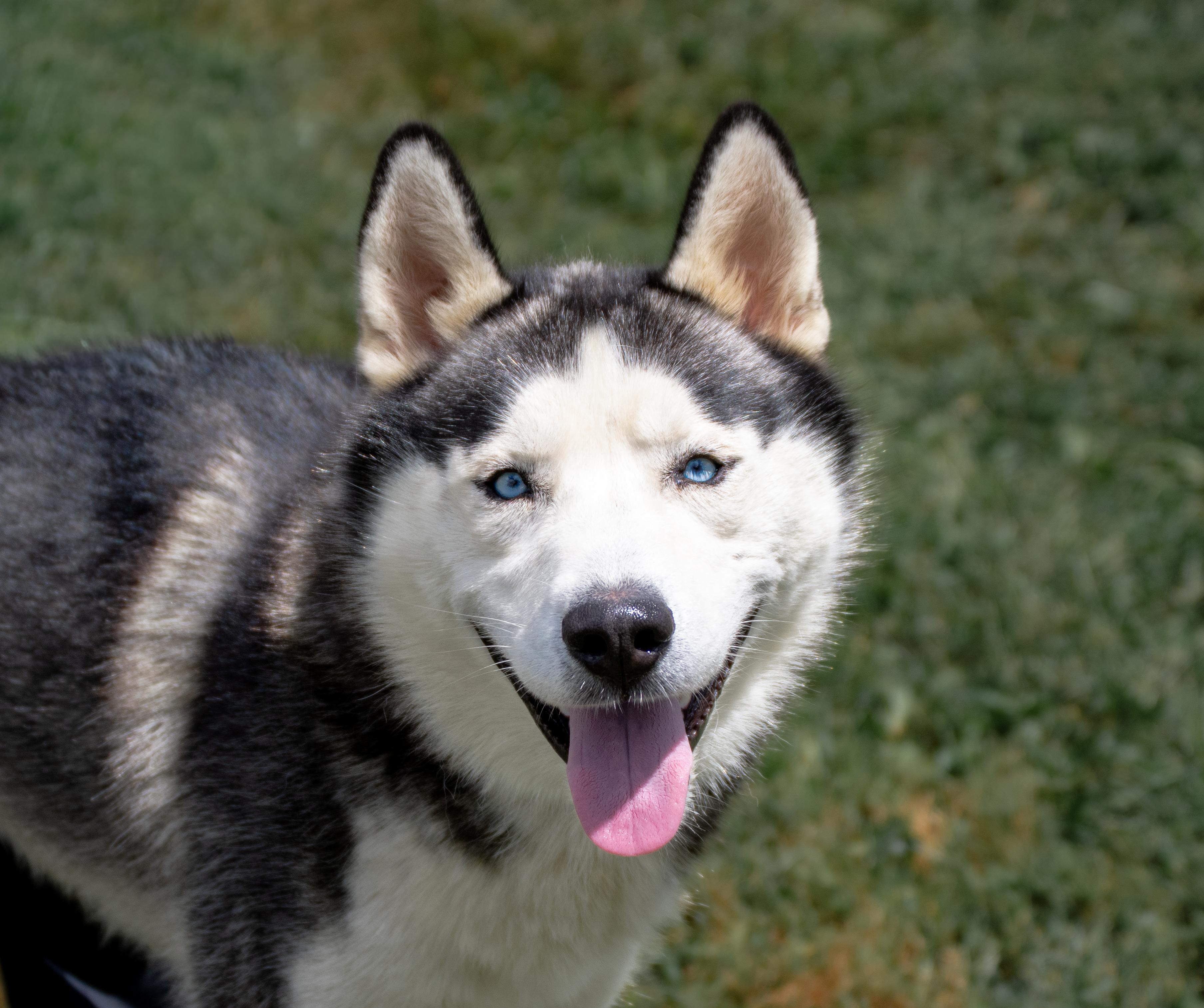 Max, a Adoptable mixed breed in Winchester, KY image 1/6