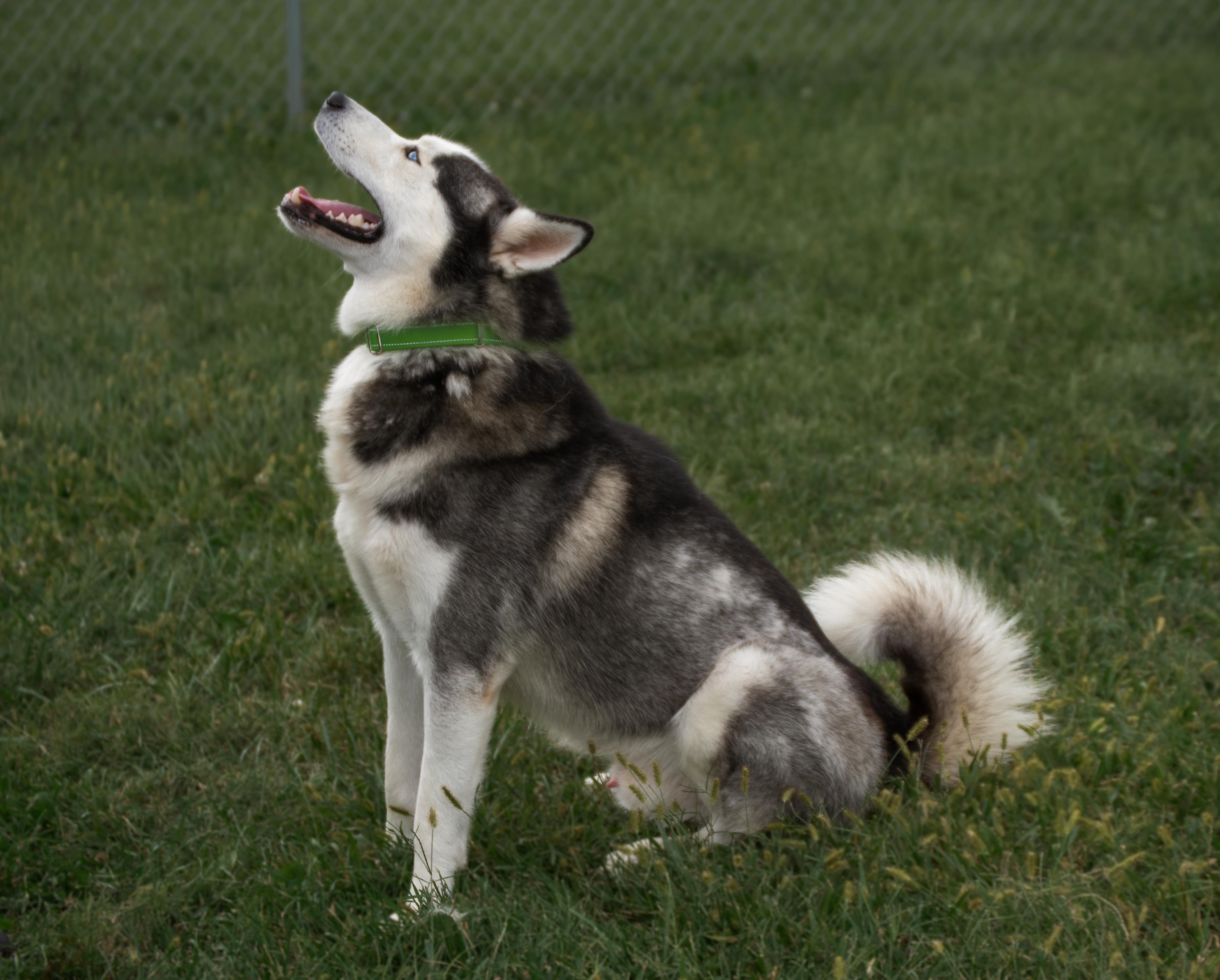 Max, a Adoptable mixed breed in Winchester, KY image 4/6