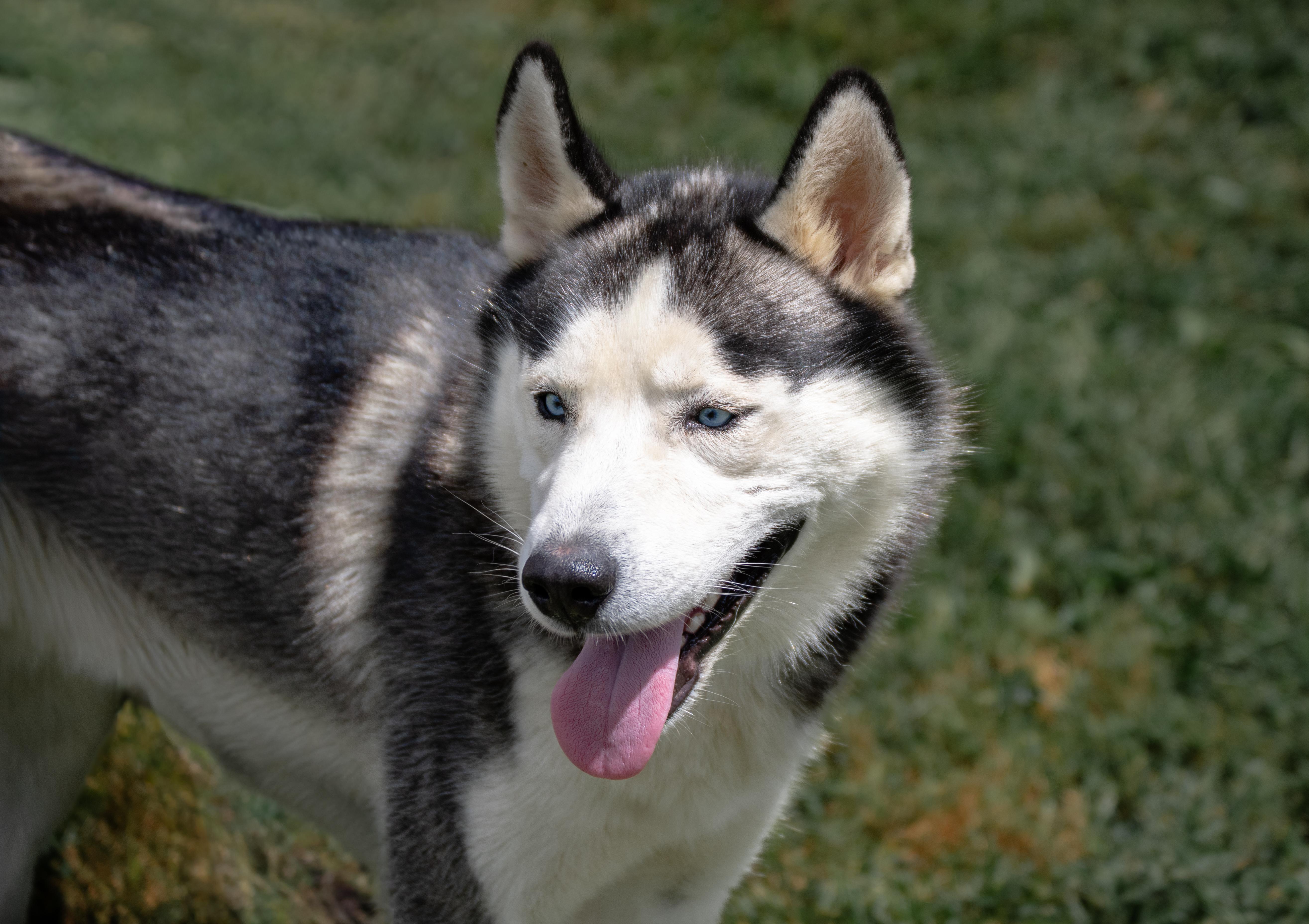 Max, a Adoptable mixed breed in Winchester, KY image 5/6