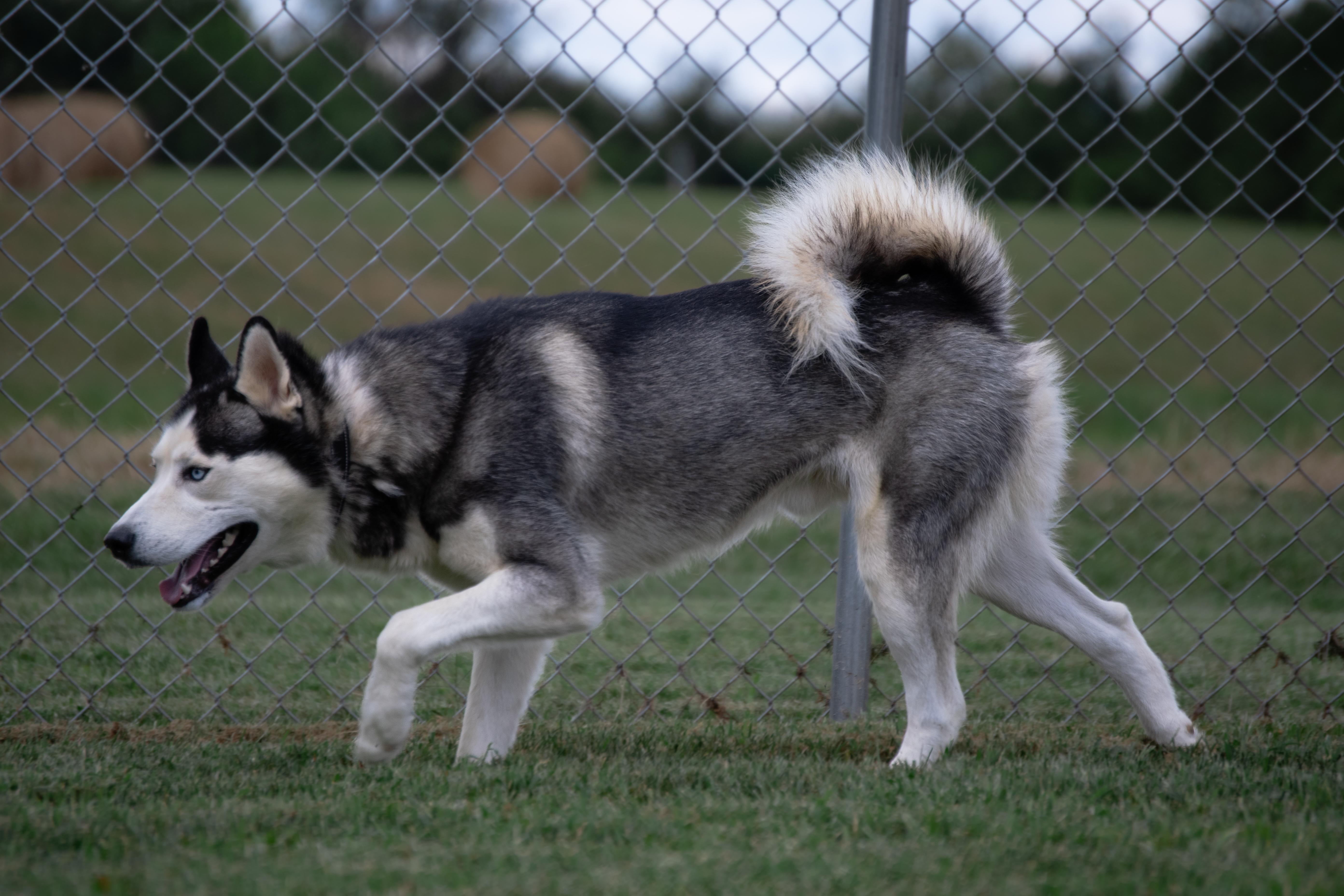Max, a Adoptable mixed breed in Winchester, KY image 6/6