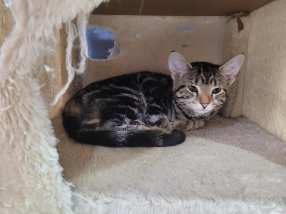 Biscuit, Adoptable, Kitten Female Domestic Short Hair.