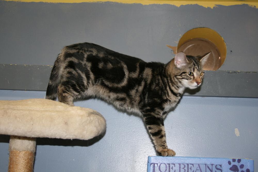 Biscuit, Adoptable, Kitten Female Domestic Short Hair.