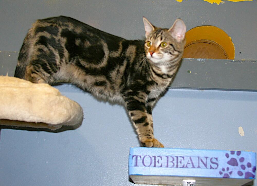Enlarge Biscuit, a Adoptable mixed breed in Linton, IN image 2/3