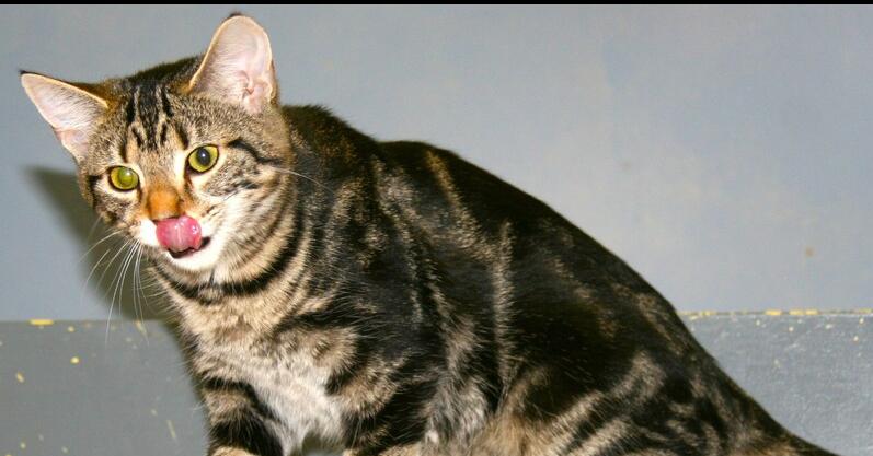 Enlarge Biscuit, a Adoptable mixed breed in Linton, IN image 3/3