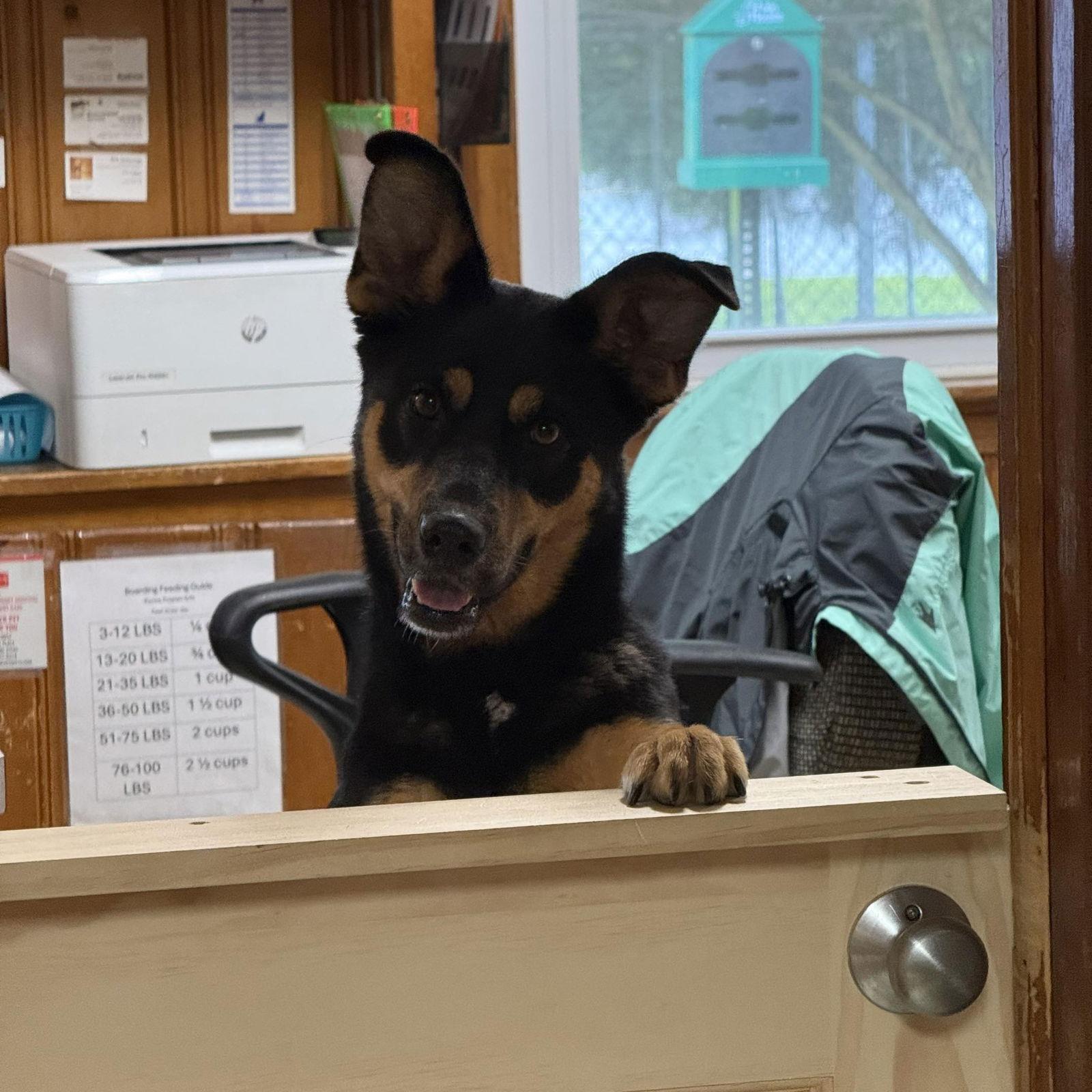 Enlarge Roxy, a Adopted mixed breed in Raleigh, NC image 1/2