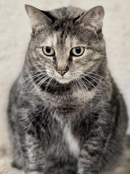 Munchkin, Adoptable, Senior Female Domestic Short Hair & Domestic Short Hair.