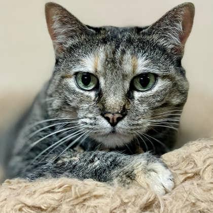 Munchkin, a Adoptable Domestic Short Hair in River Ridge, LA image 3/3