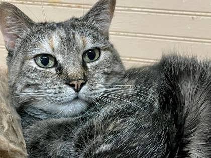 Munchkin, a Adoptable Domestic Short Hair in River Ridge, LA image 3/4