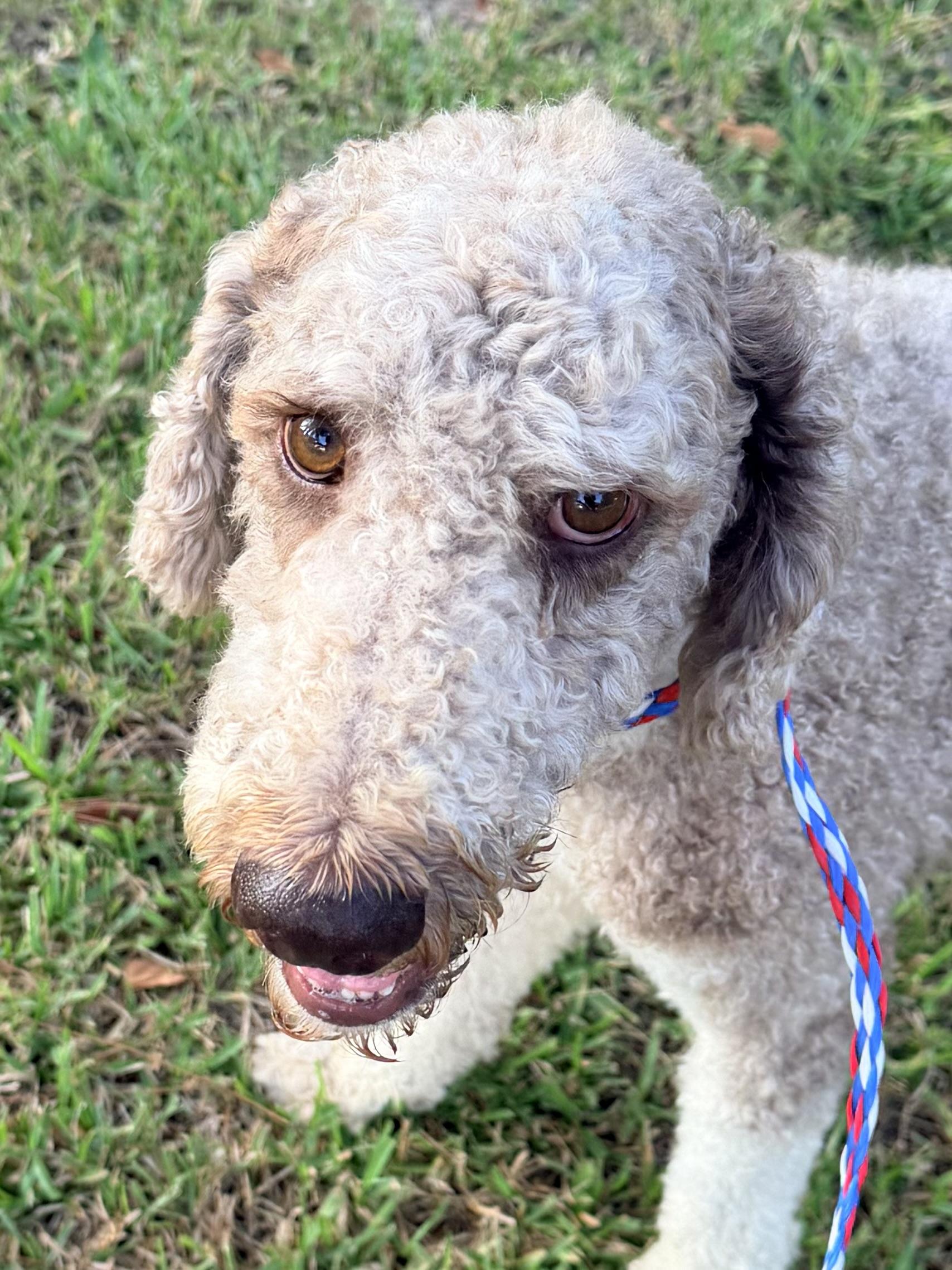 Dansby, a ADOPTABLE Standard Poodle in Baker, LA image 2/6