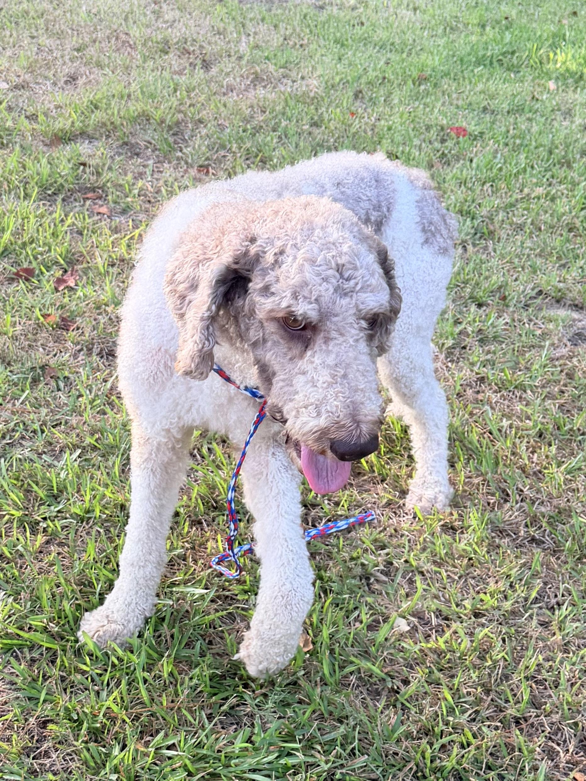 Dansby, a ADOPTABLE Standard Poodle in Baker, LA image 3/6