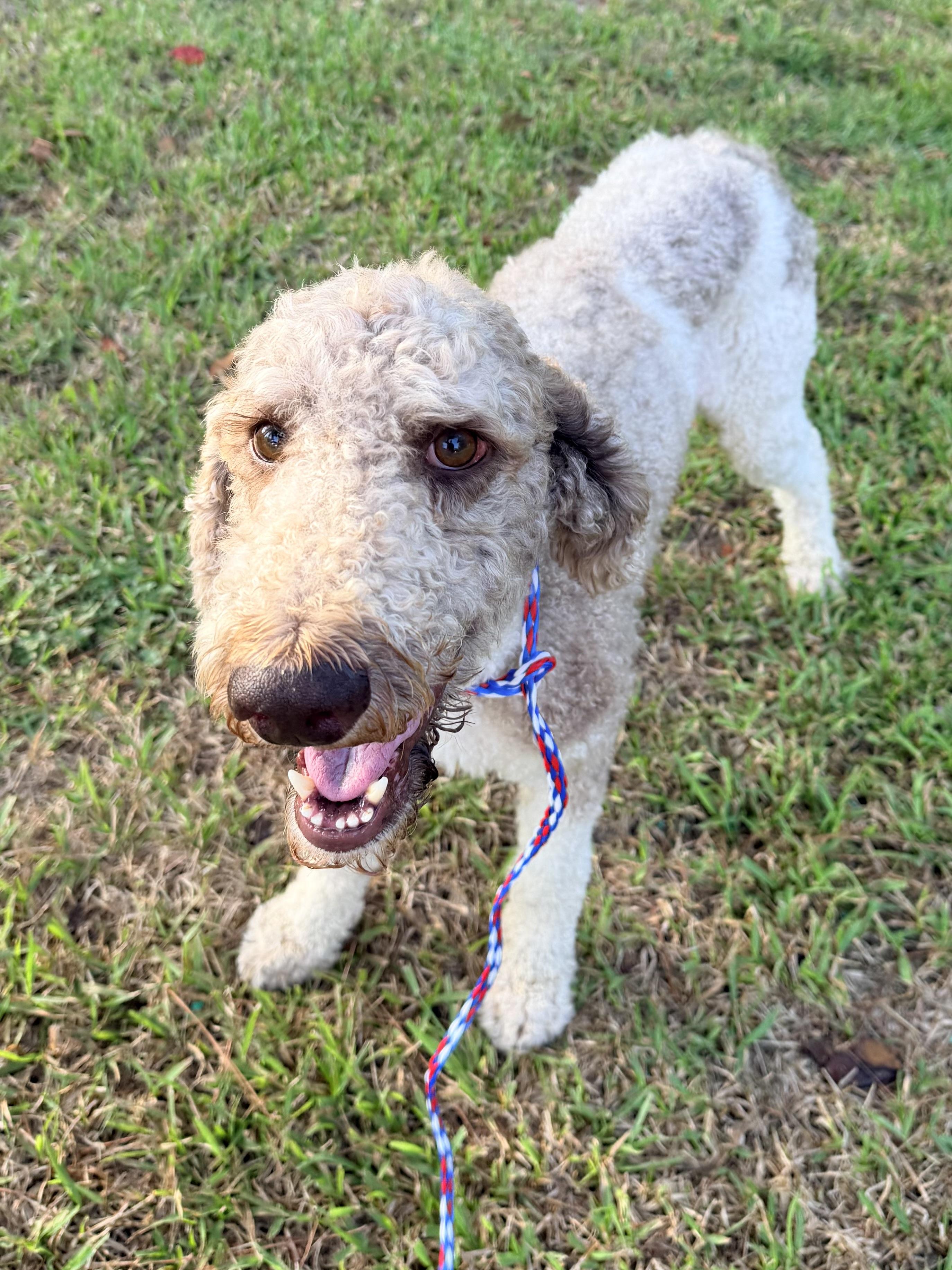 Dansby, a ADOPTABLE Standard Poodle in Baker, LA image 5/6