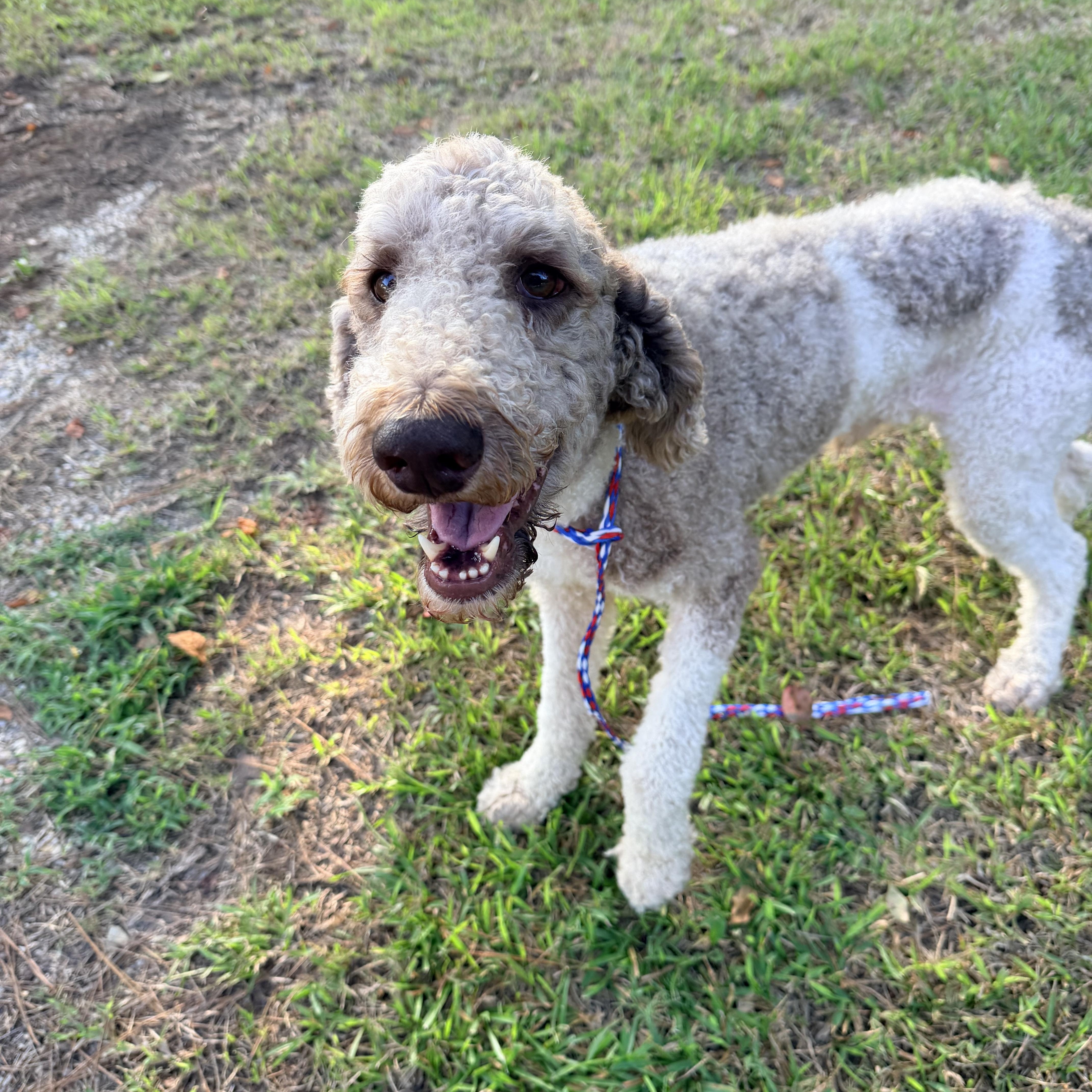 Dansby, a ADOPTABLE Standard Poodle in Baker, LA image 4/6