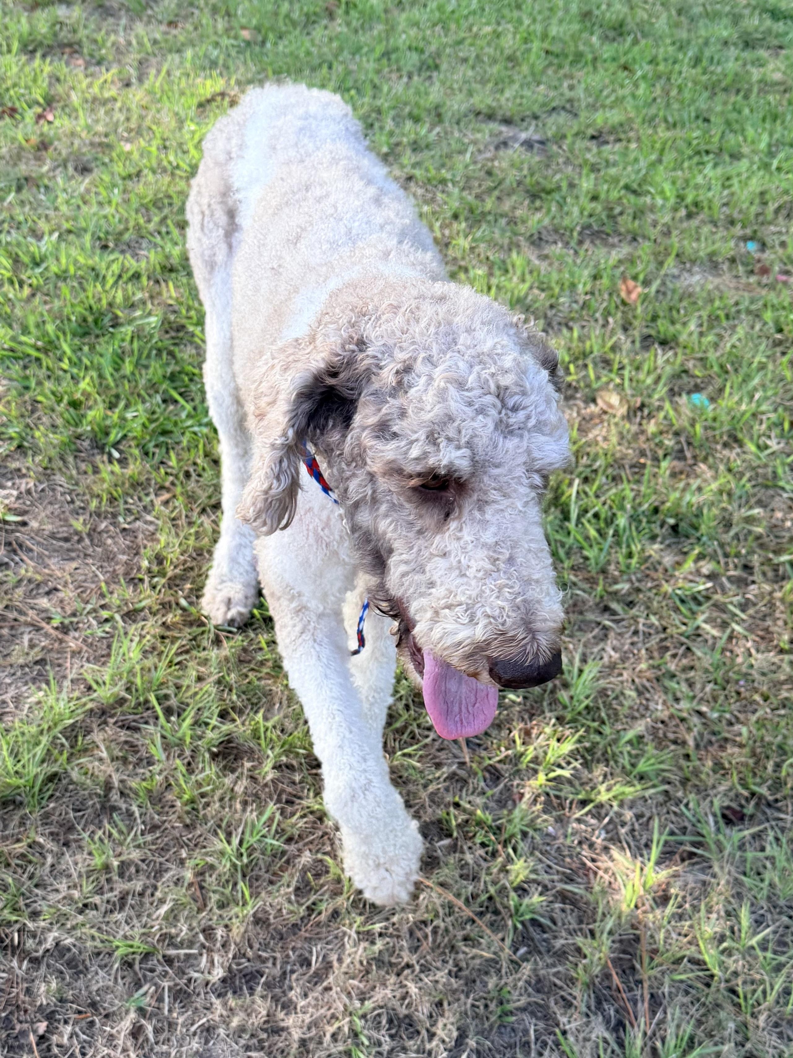 Dansby, ADOPTABLE, Adult Male Standard Poodle.