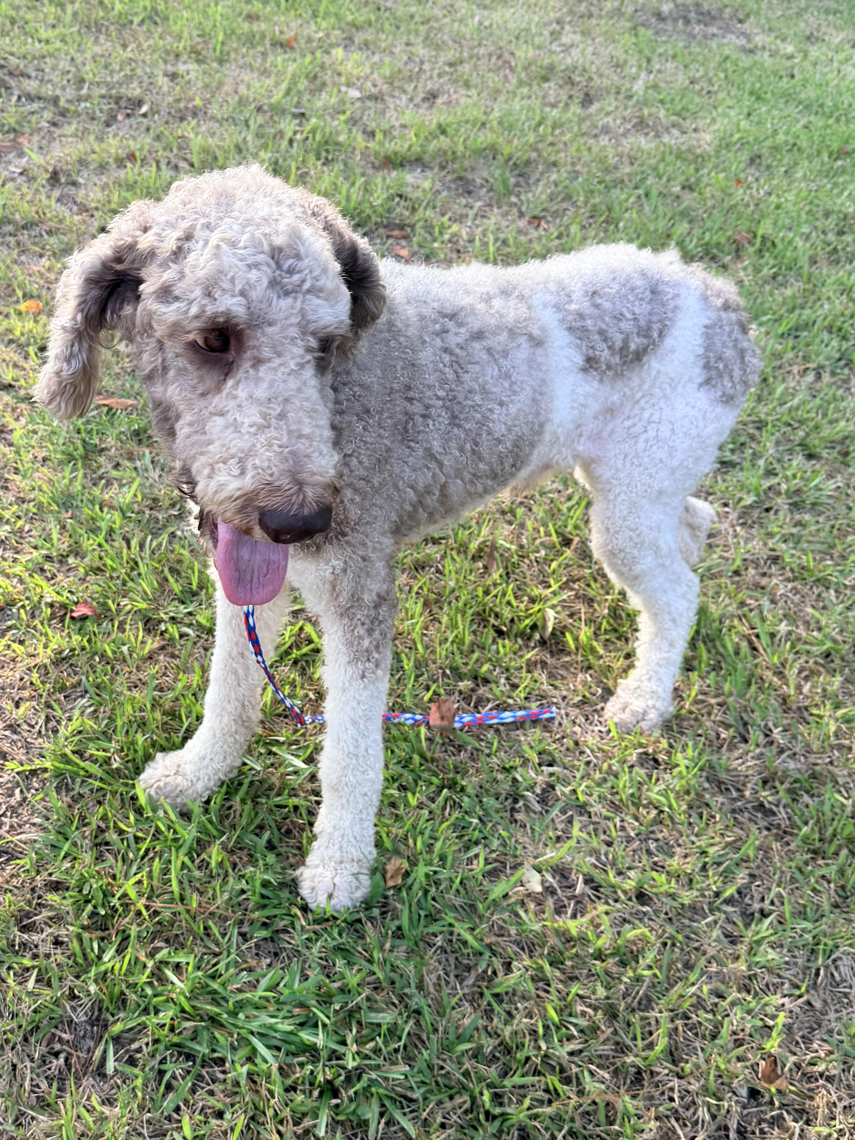 Dansby, a ADOPTABLE Standard Poodle in Baker, LA image 6/6