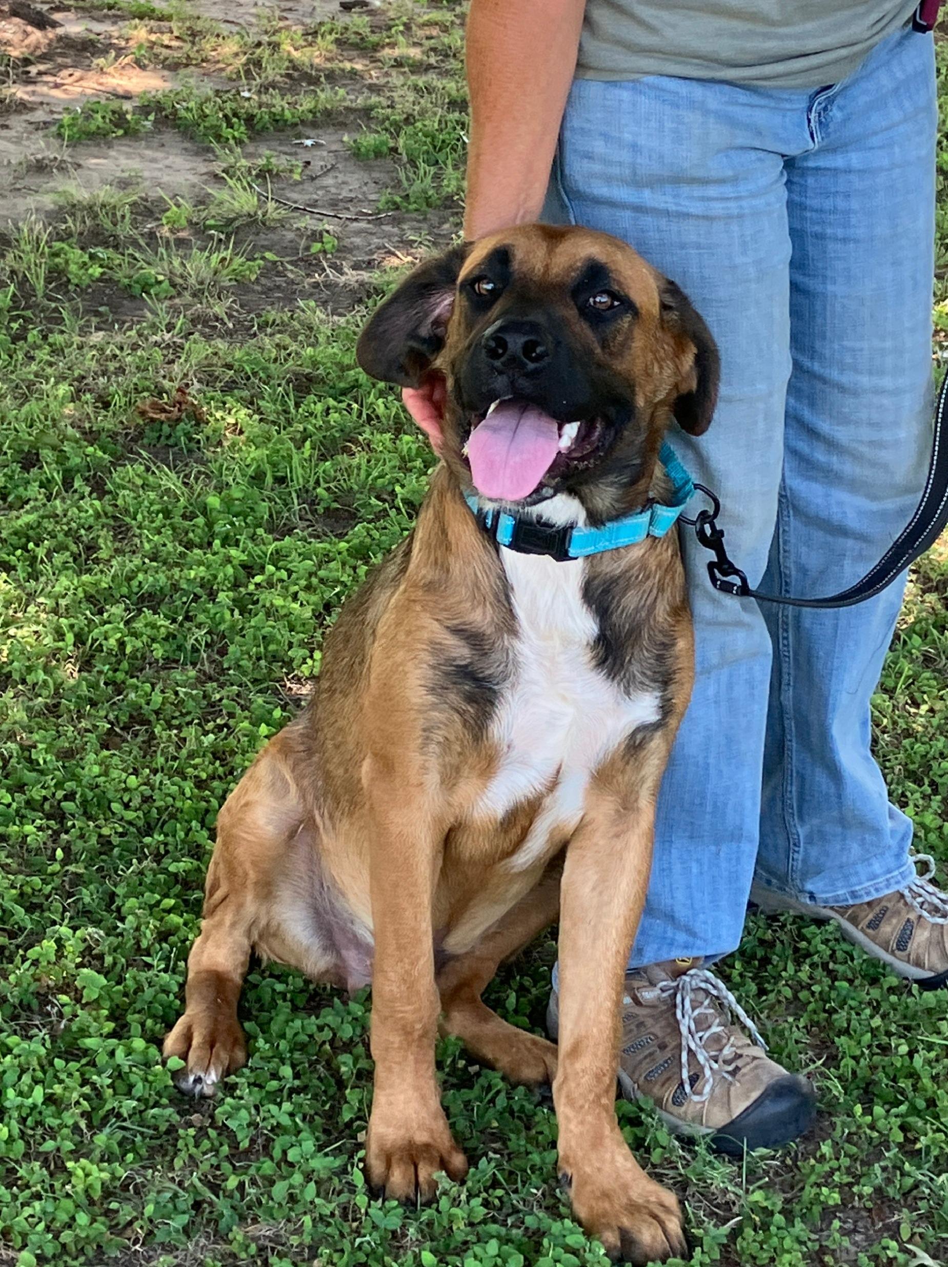 Enlarge ANGUS - Big Brains, Bigger Paws - Goofy Dog, a Adoptable mixed breed in South Hadley, MA image 4/6