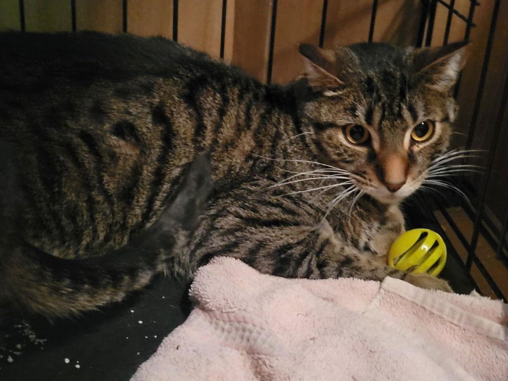 Spotz, Adoptable, Adult Male Domestic Short Hair.